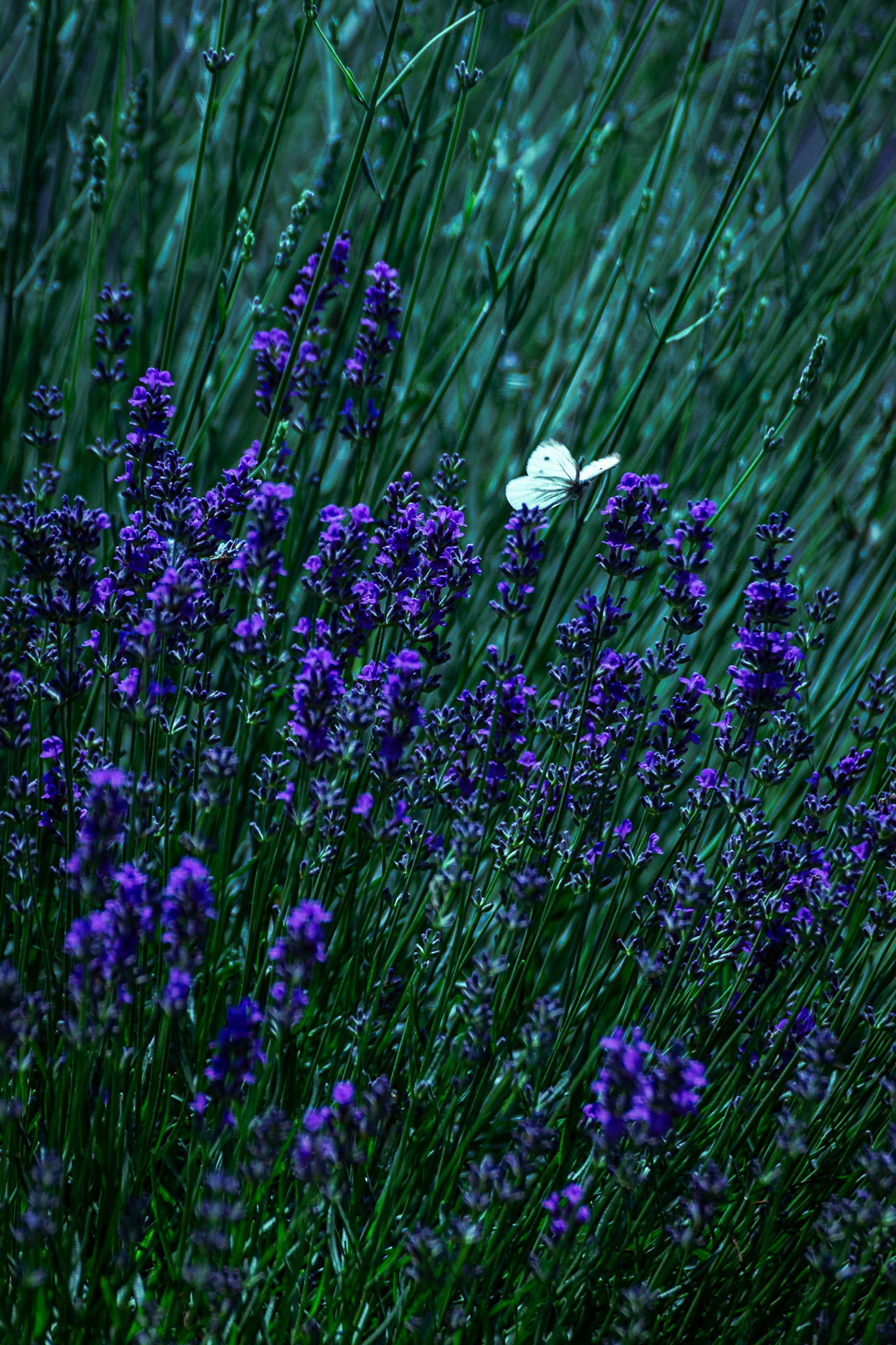 La tenuta Berroni, Villa con parco del 1700.