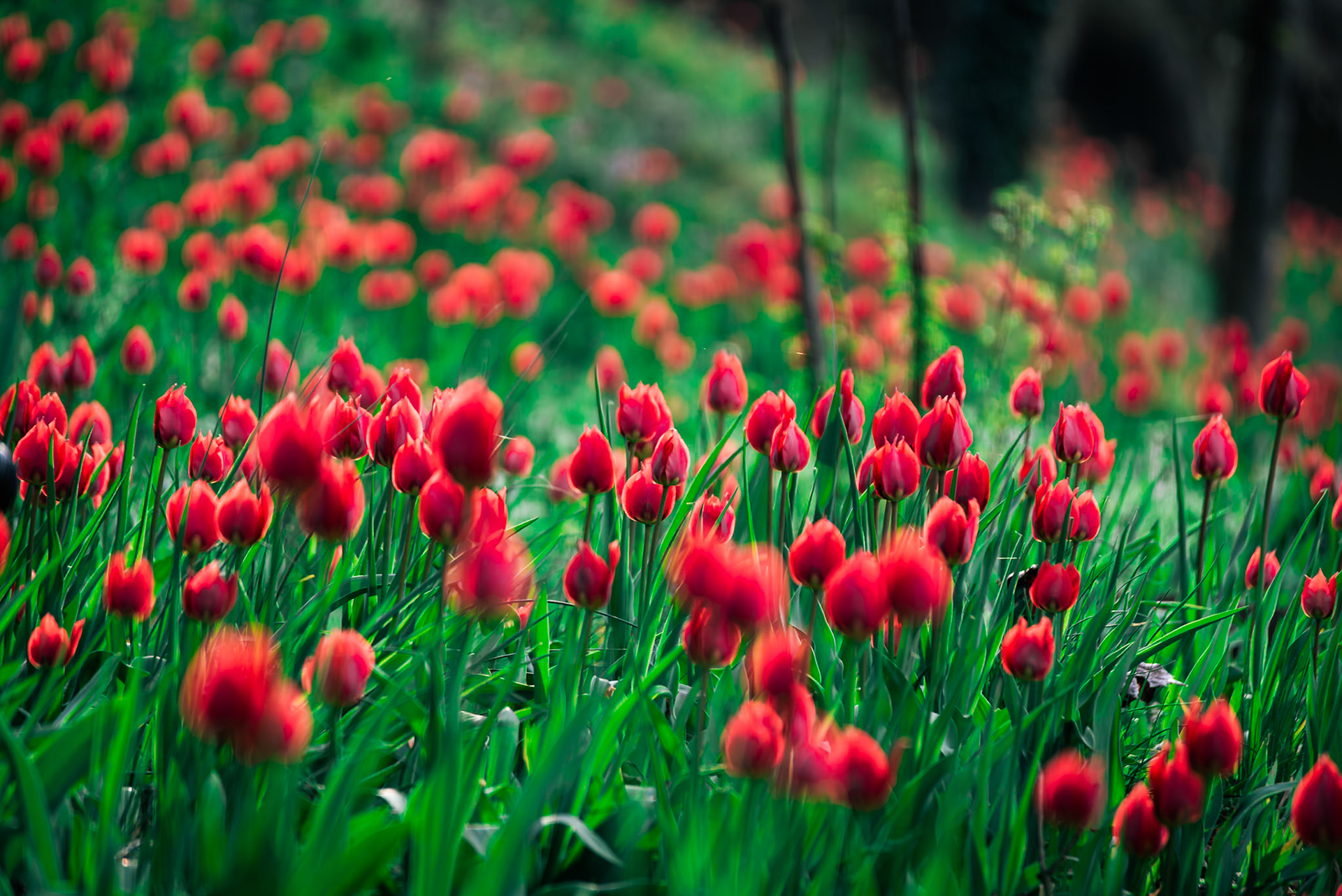 I tulipani del Re.