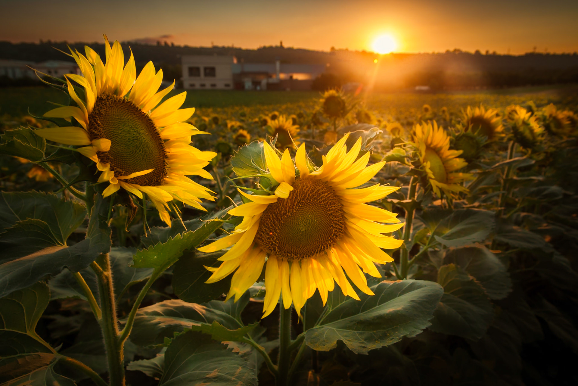 Il labirinto di girasoli a Farigliano.