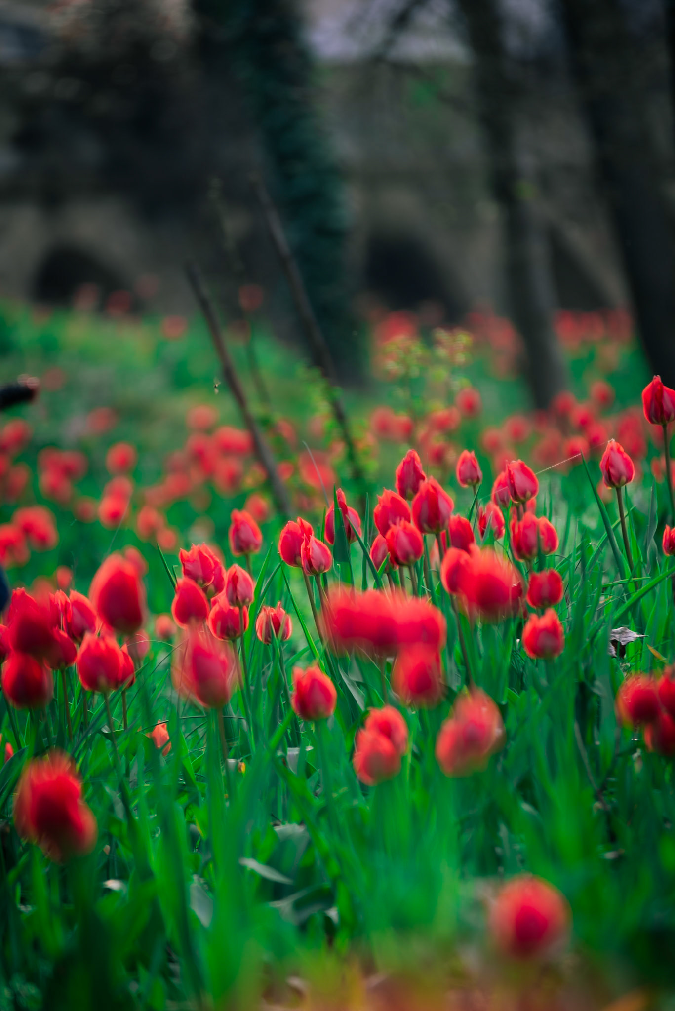 I tulipani del Re.