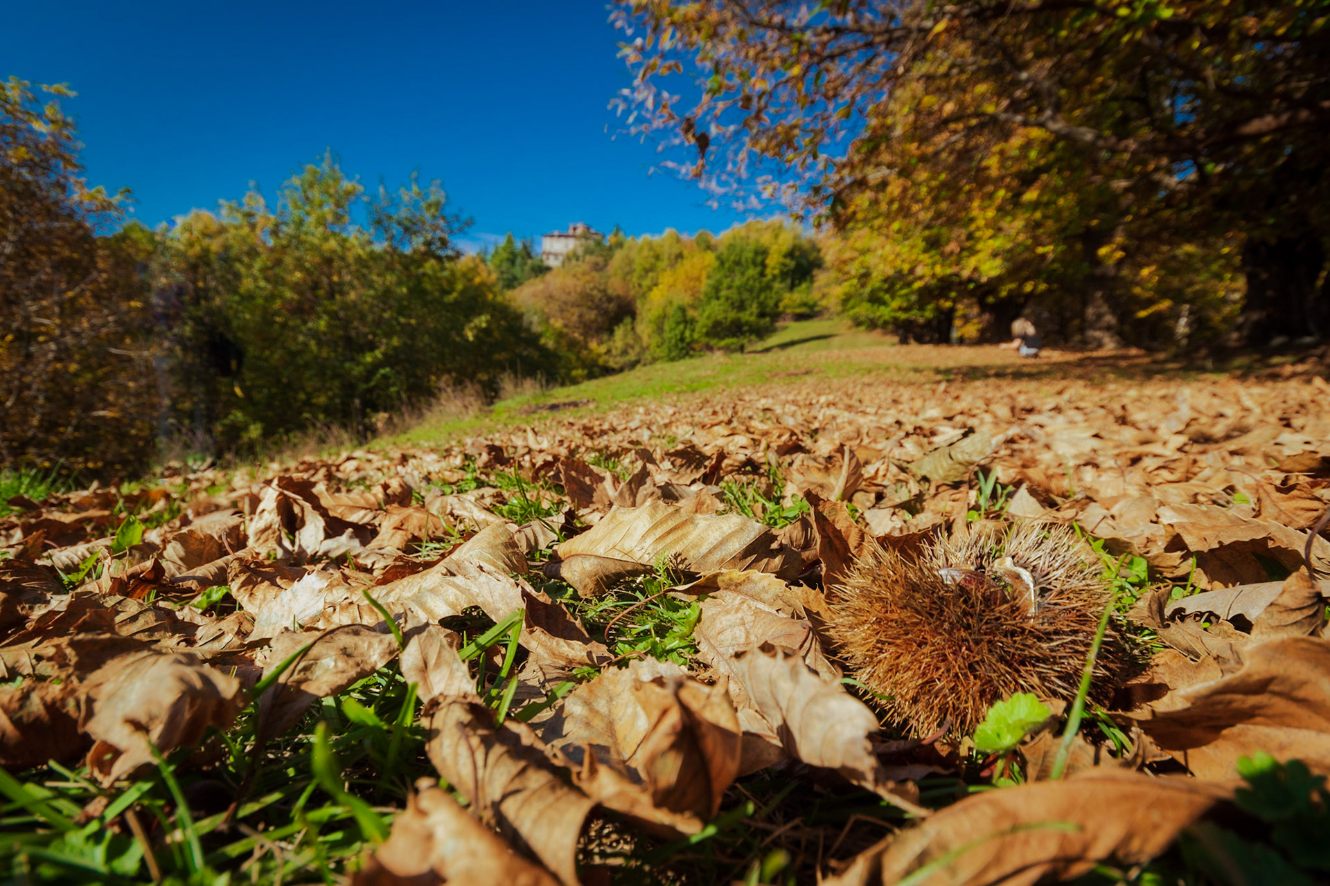 Autumn chestnuts
