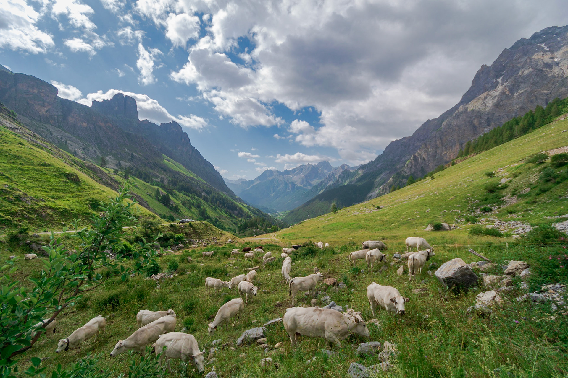 TRANSHUMANCE