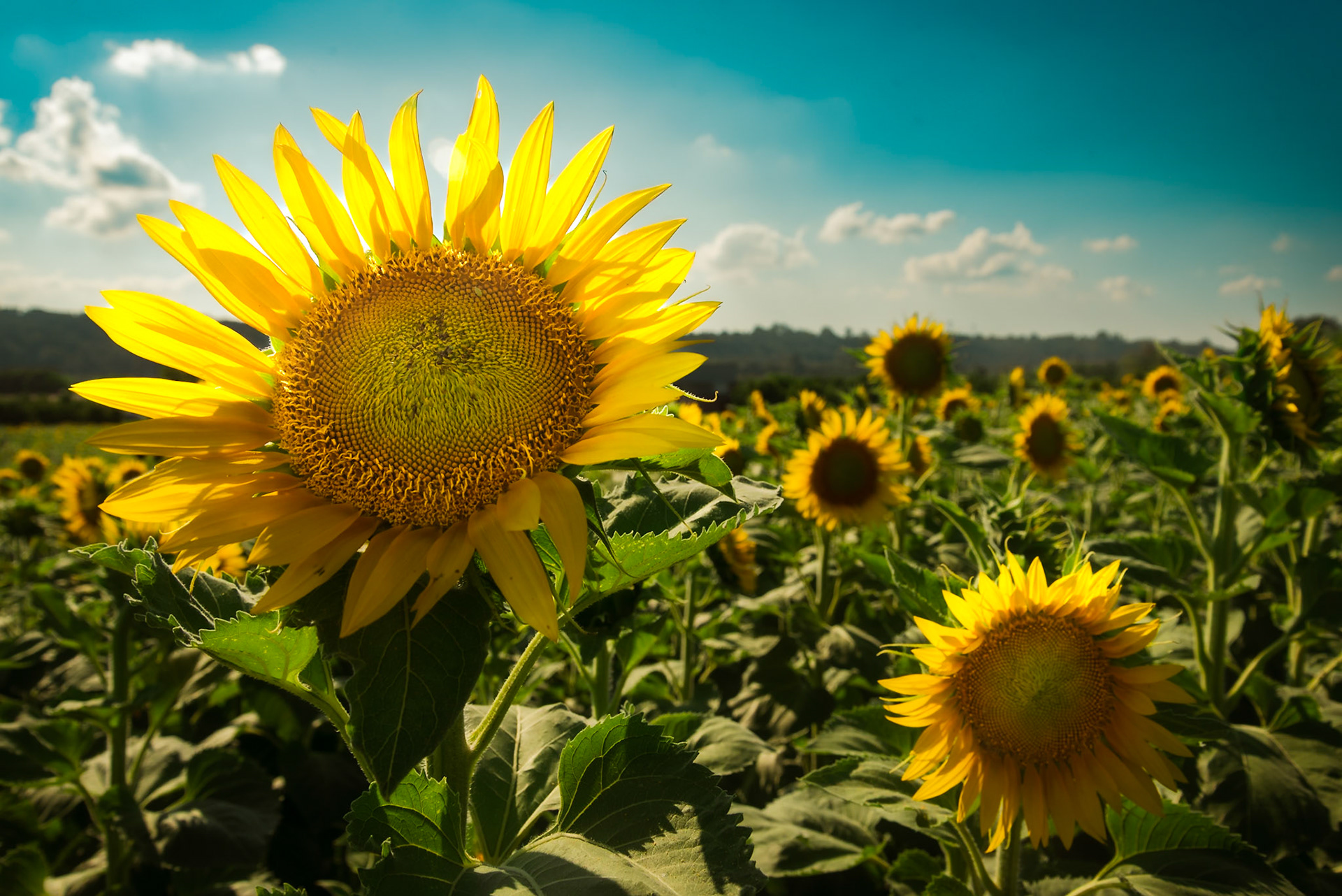 Il labirinto di girasoli a Farigliano.