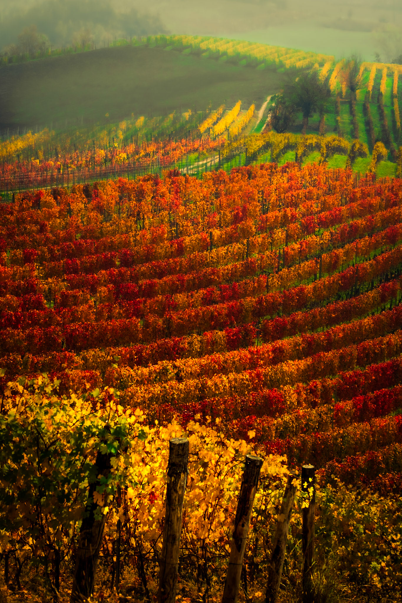 Piedmontese Patchwork