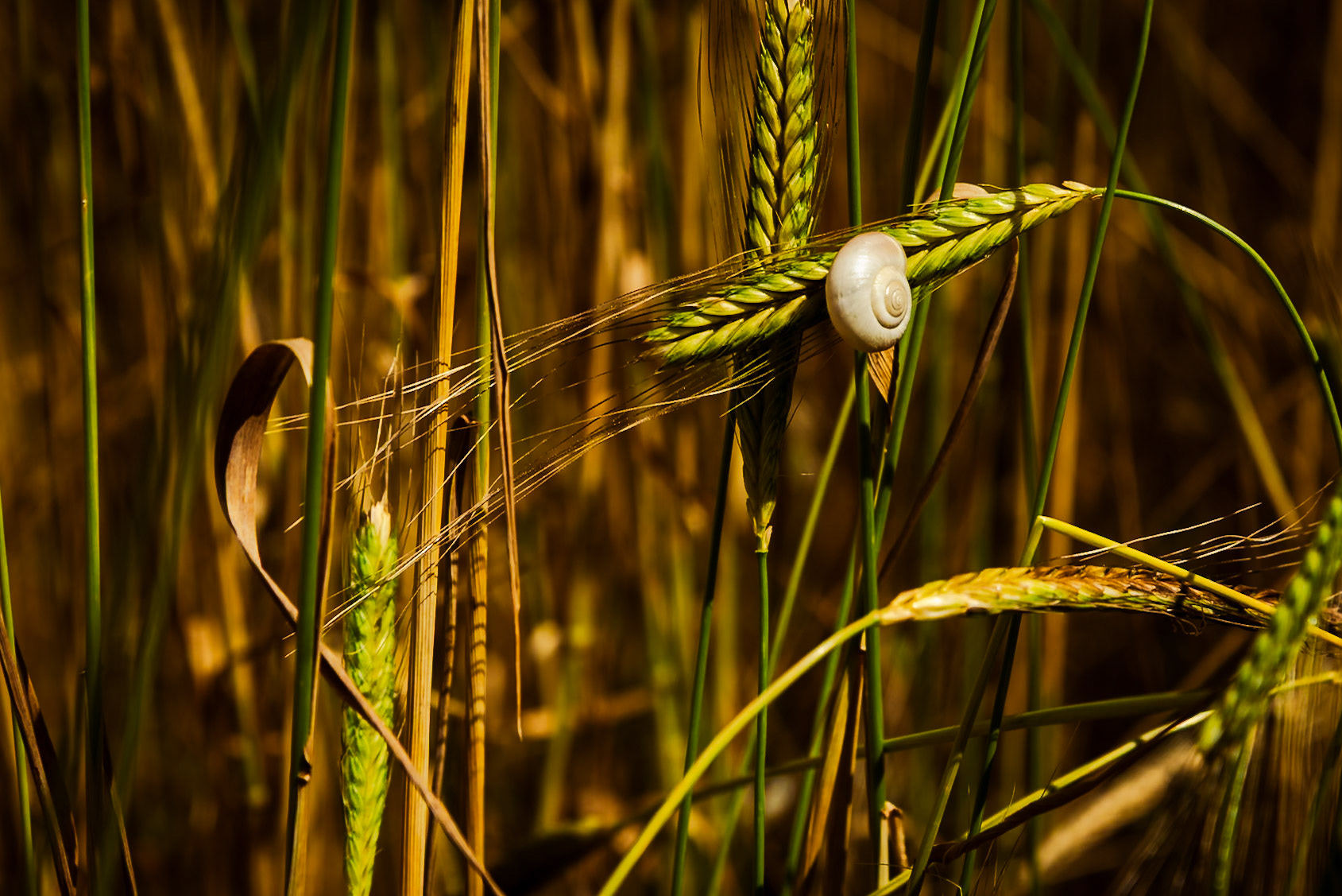 Il grano antico Enkir.