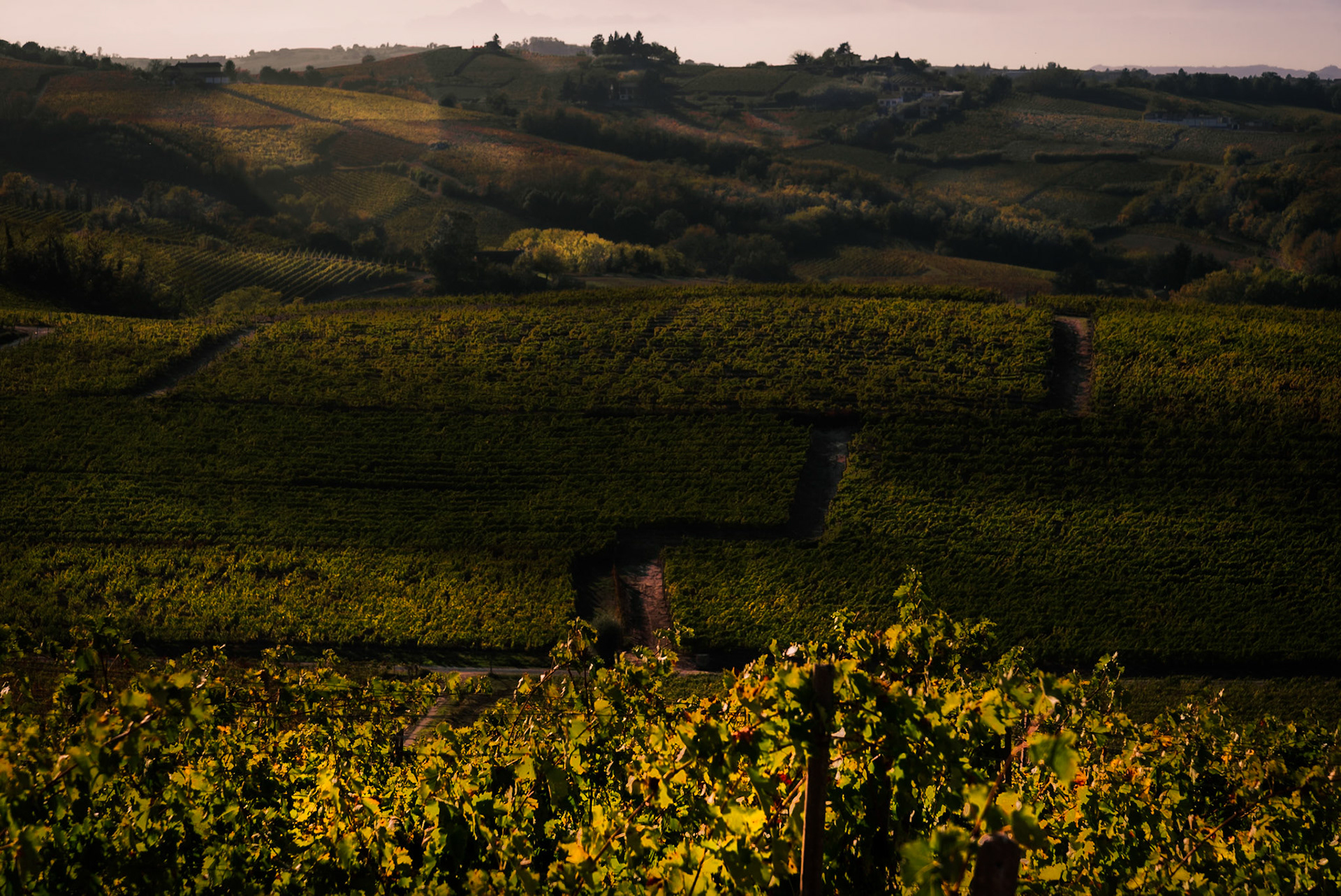 Il terroir acquese.