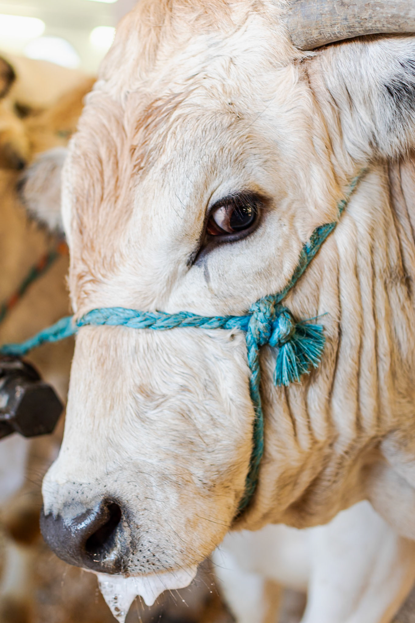 CARRU' FIERA DEL BUE GRASSO 2019 