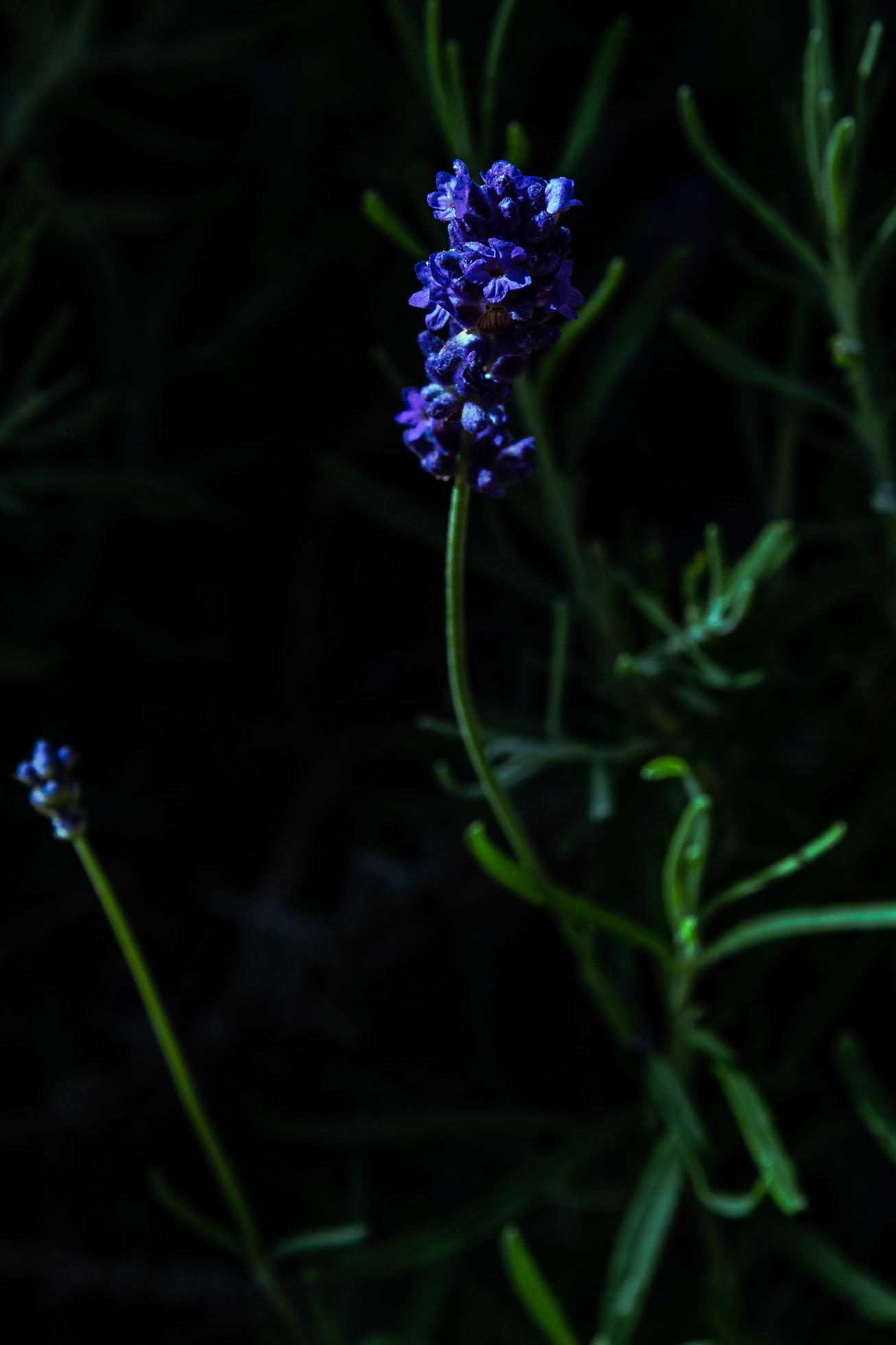 Il Muses, accademia europea delle essenze.