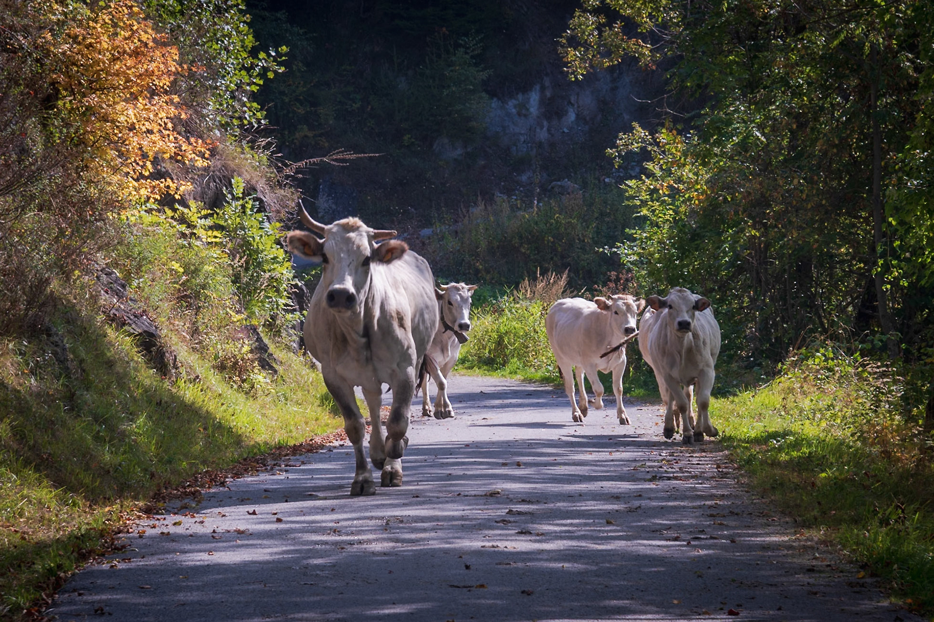 La discesa delle mandrie