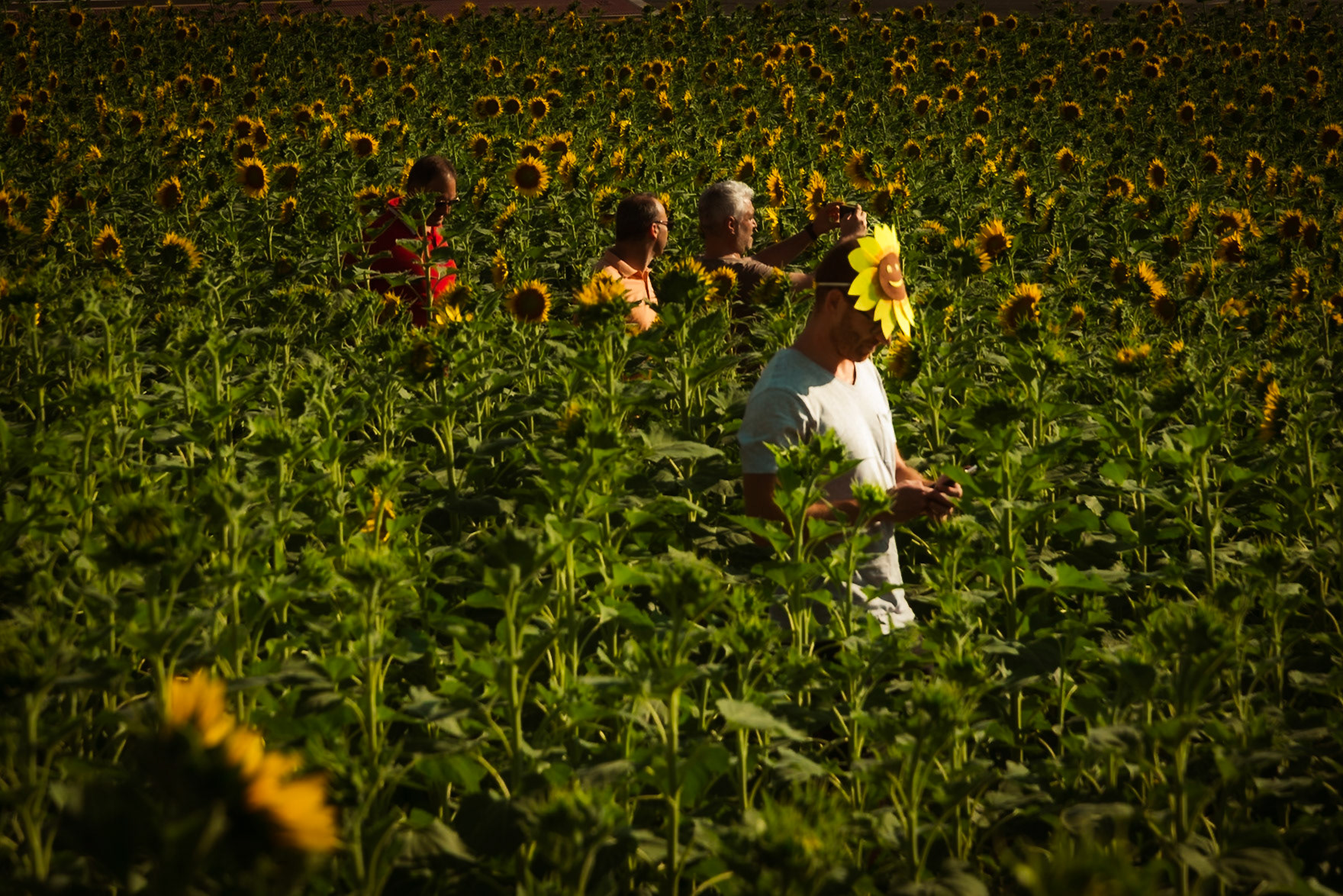 Il labirinto di girasoli a Farigliano.