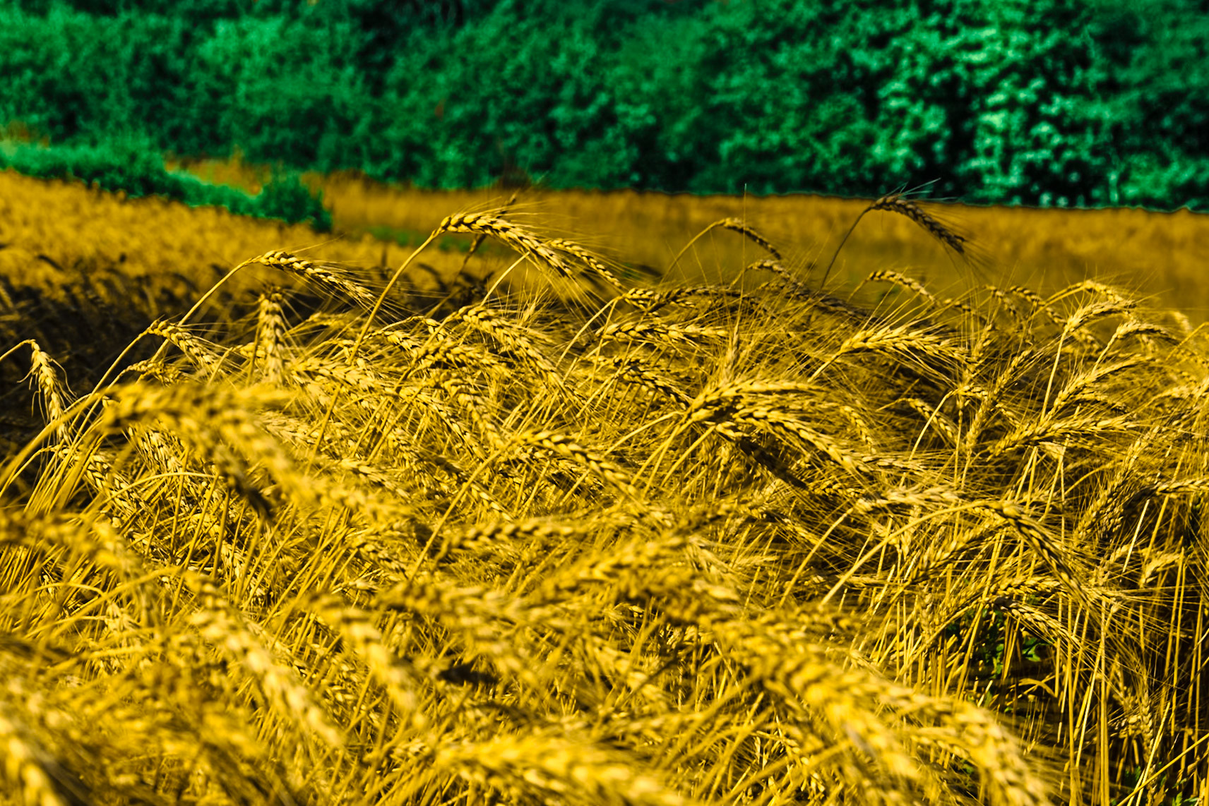 Il grano antico Enkir.