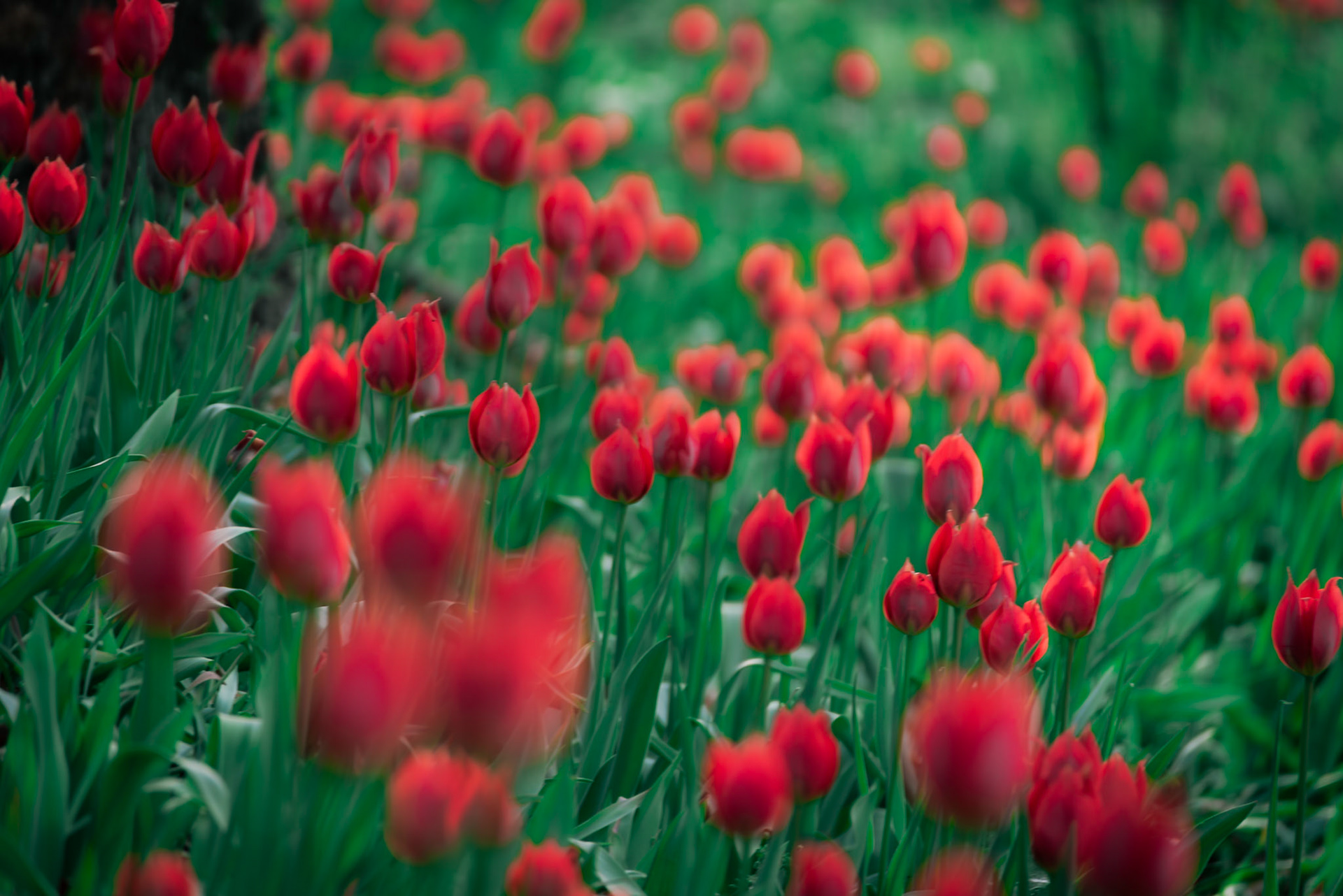I tulipani del Re.