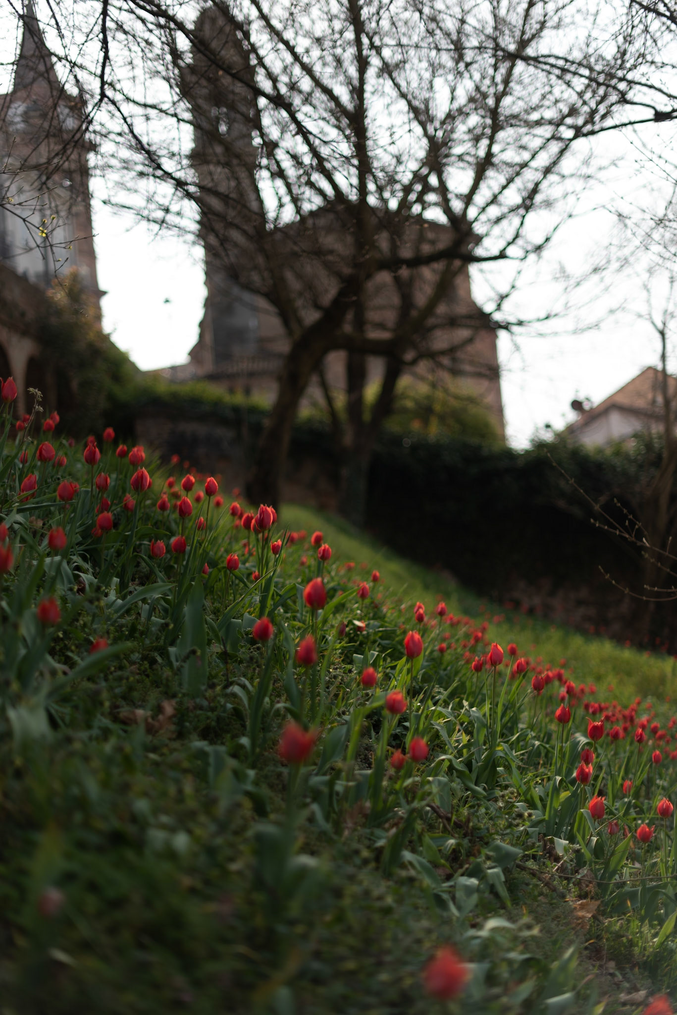 I tulipani del Re.