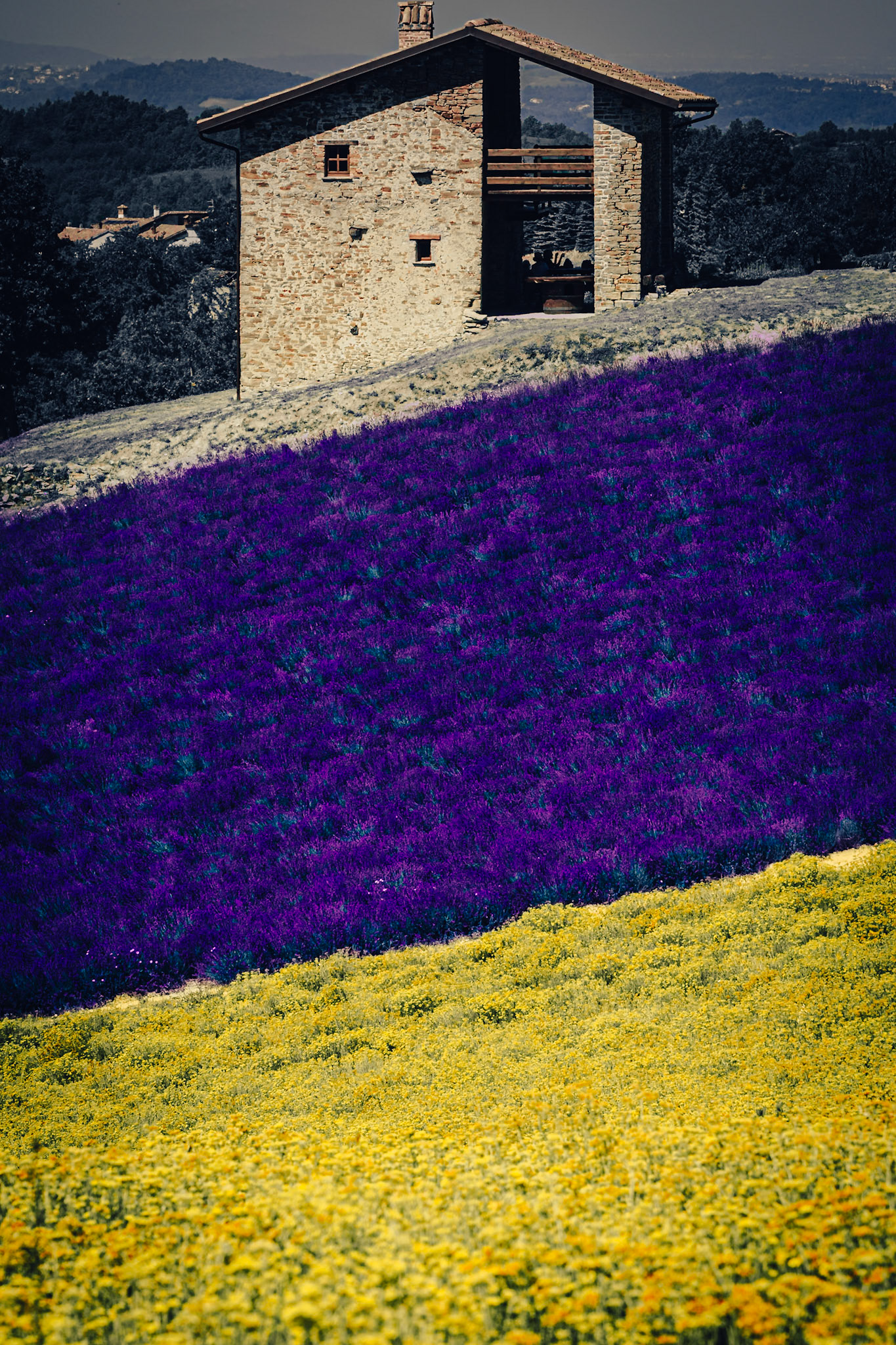 Sale San Giovanni e la sua Lavanda.