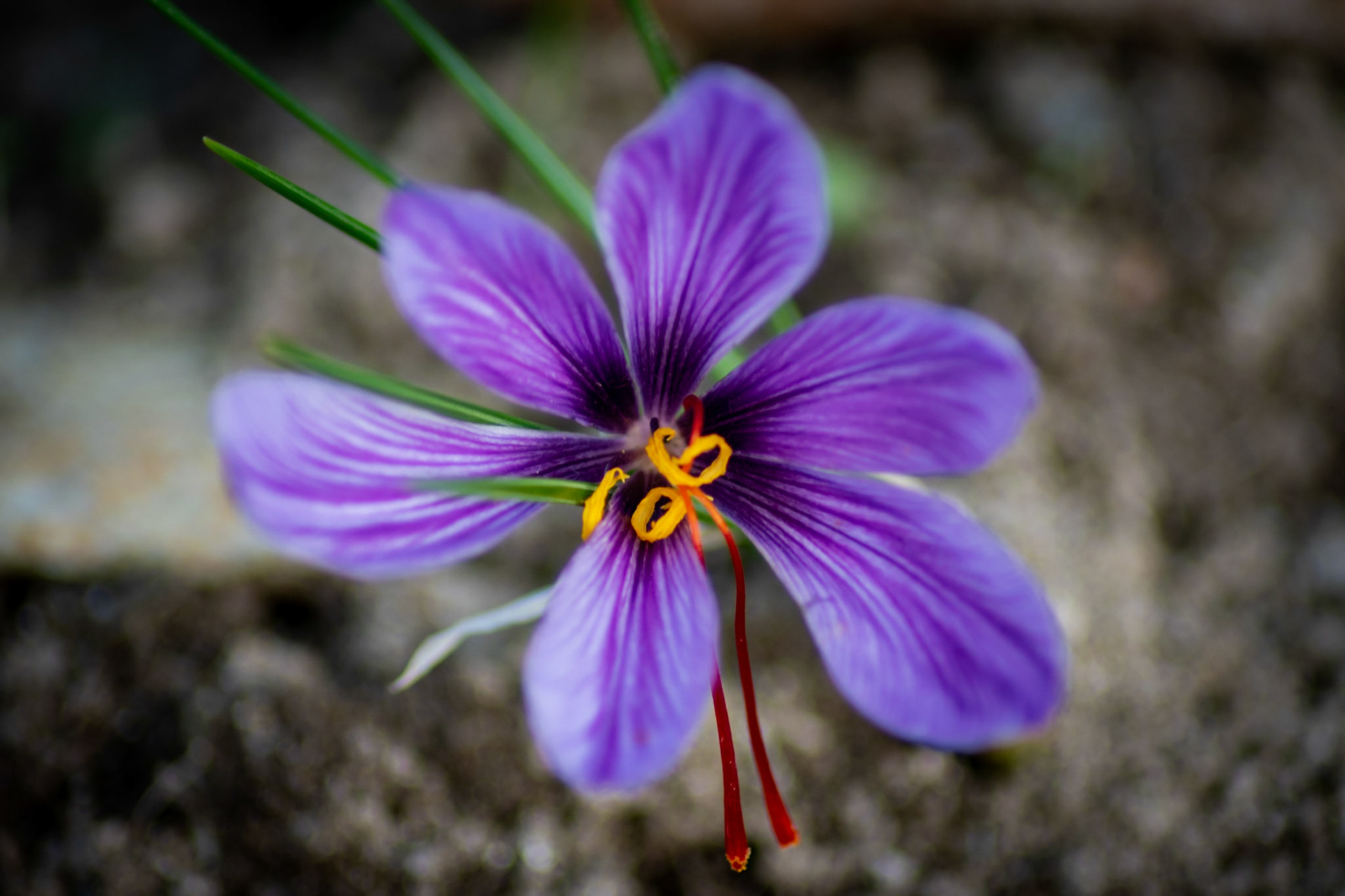 The saffron was very common in the valley in the ancient ages, but was mainly used for dyeing. Today it's a precious spice for haute cuisine.