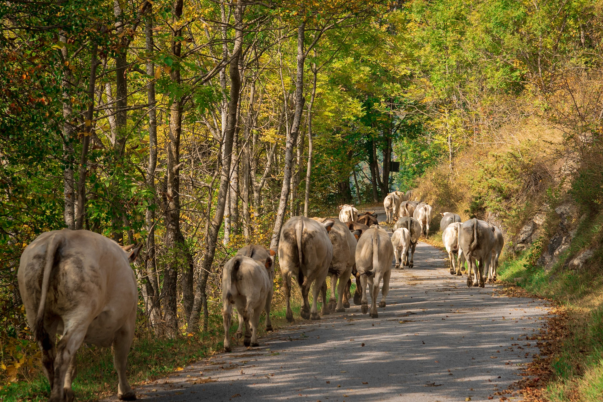 La discesa delle mandrie