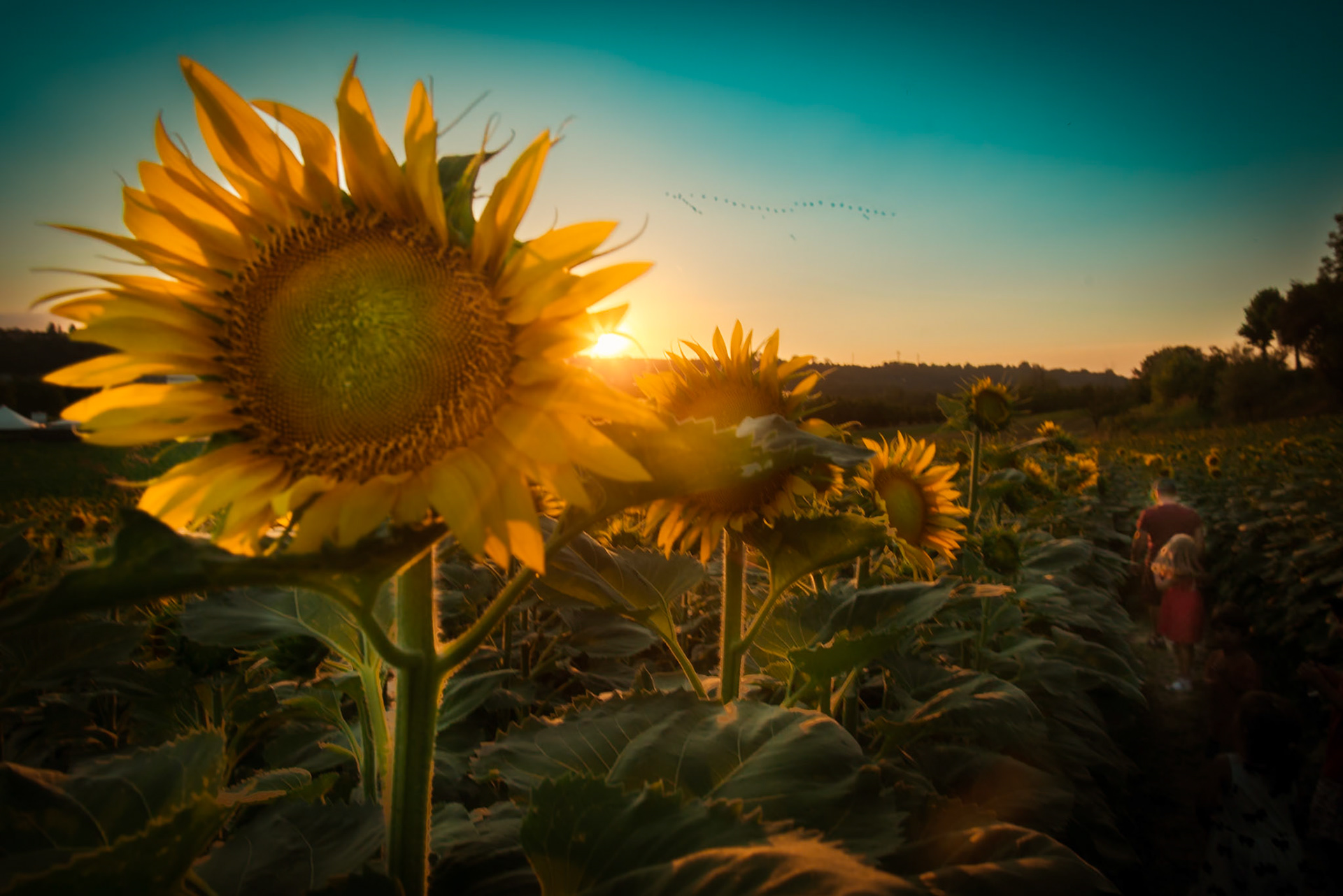 Il labirinto di girasoli a Farigliano.