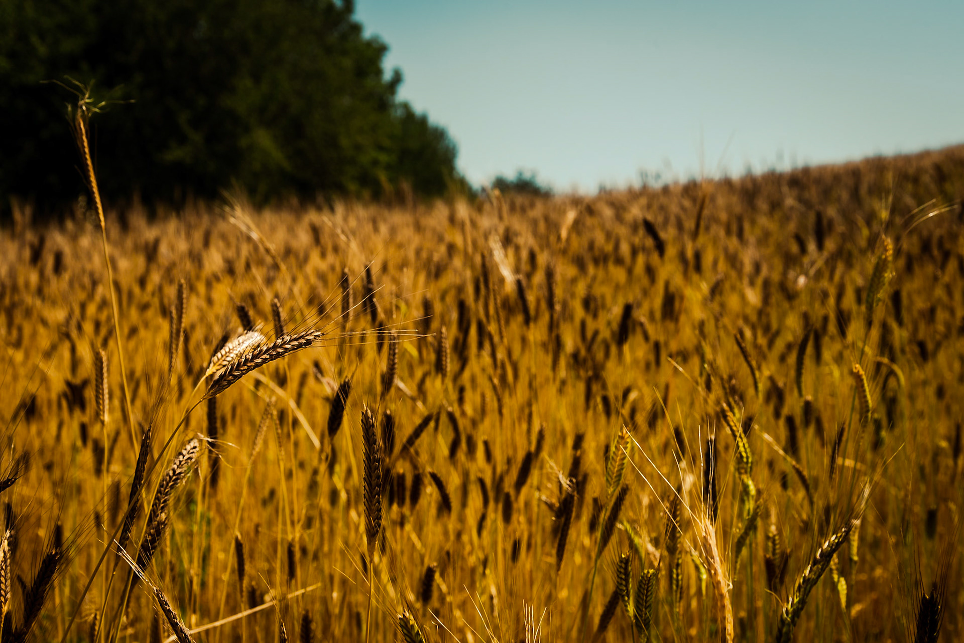 Il grano antico Enkir.