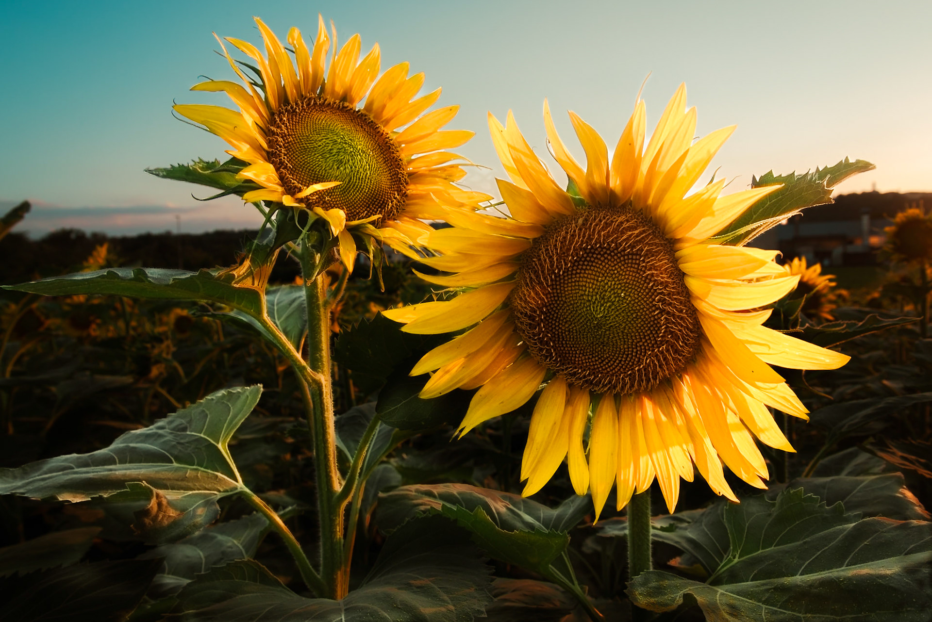 Il labirinto di girasoli a Farigliano.