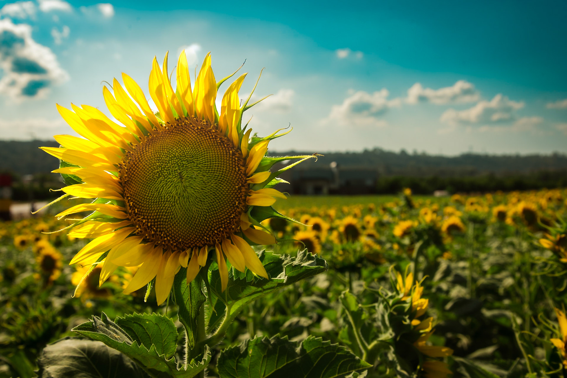 Il labirinto di girasoli a Farigliano.