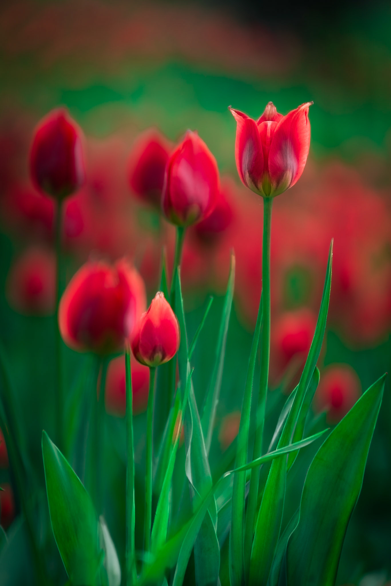 I tulipani del Re.