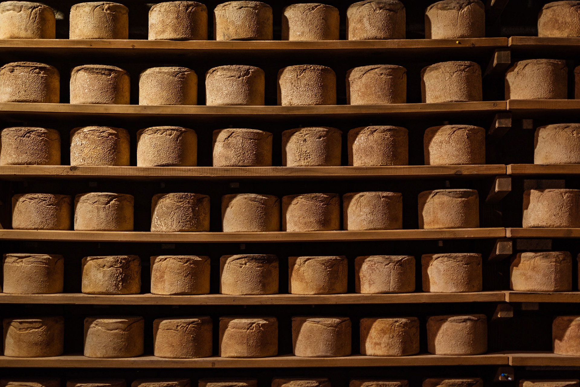 The Castelmagno rennet is still broken with naked hands.