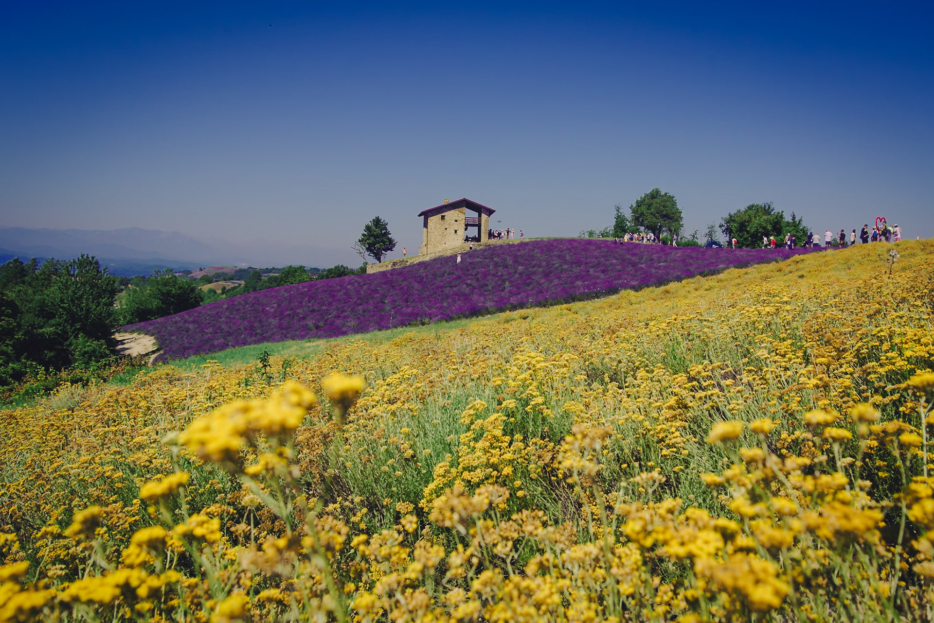 Sale San Giovanni e la sua Lavanda.