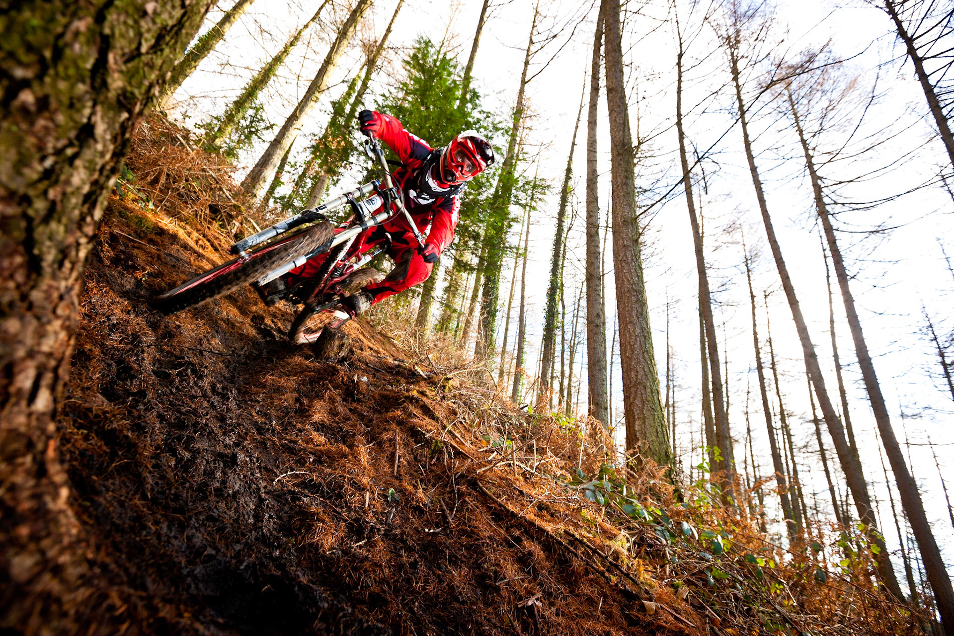 Forest of Dean