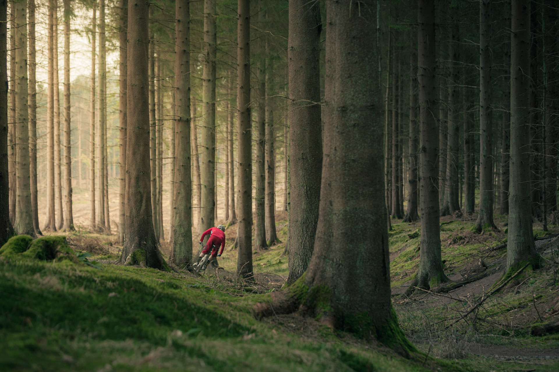 Forest of Dean