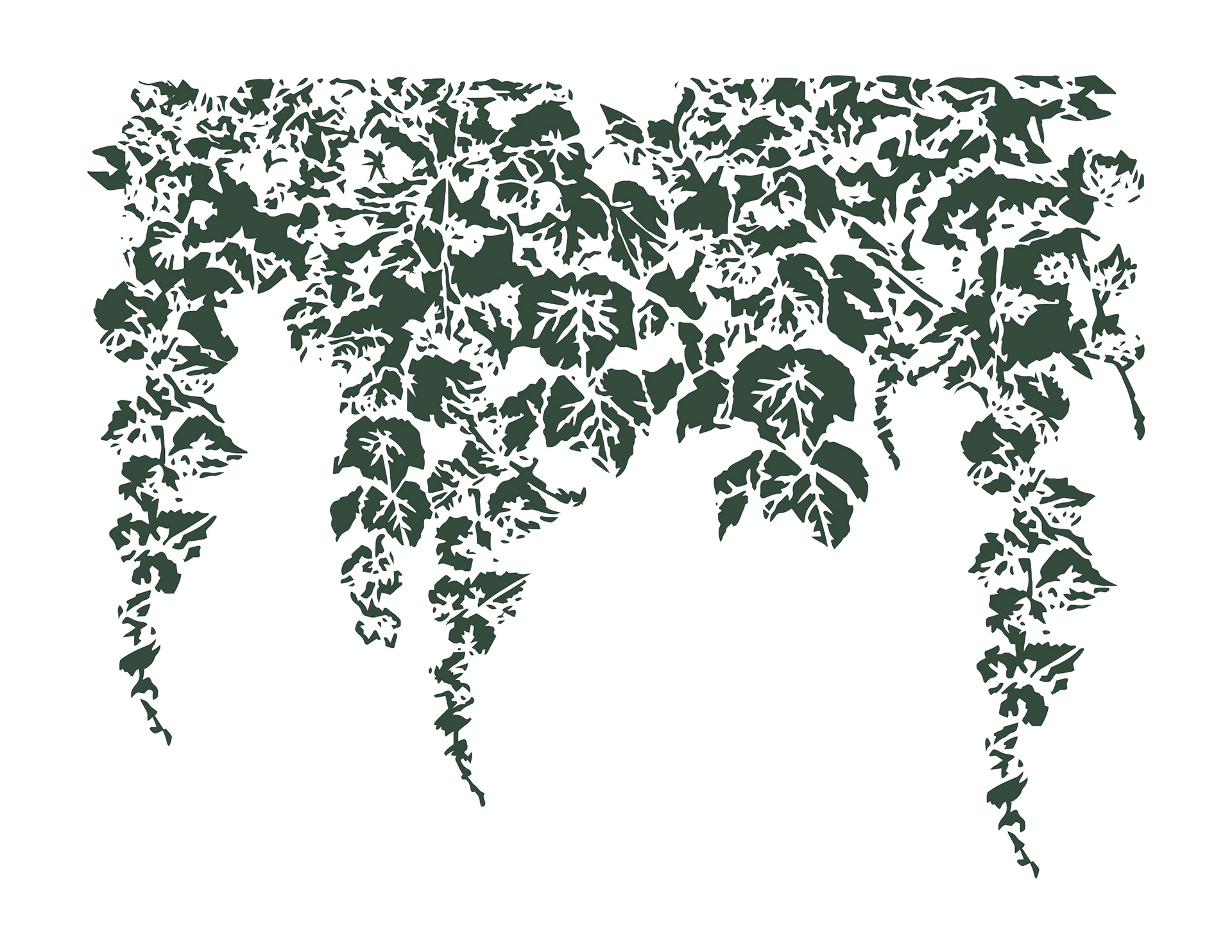 Vines