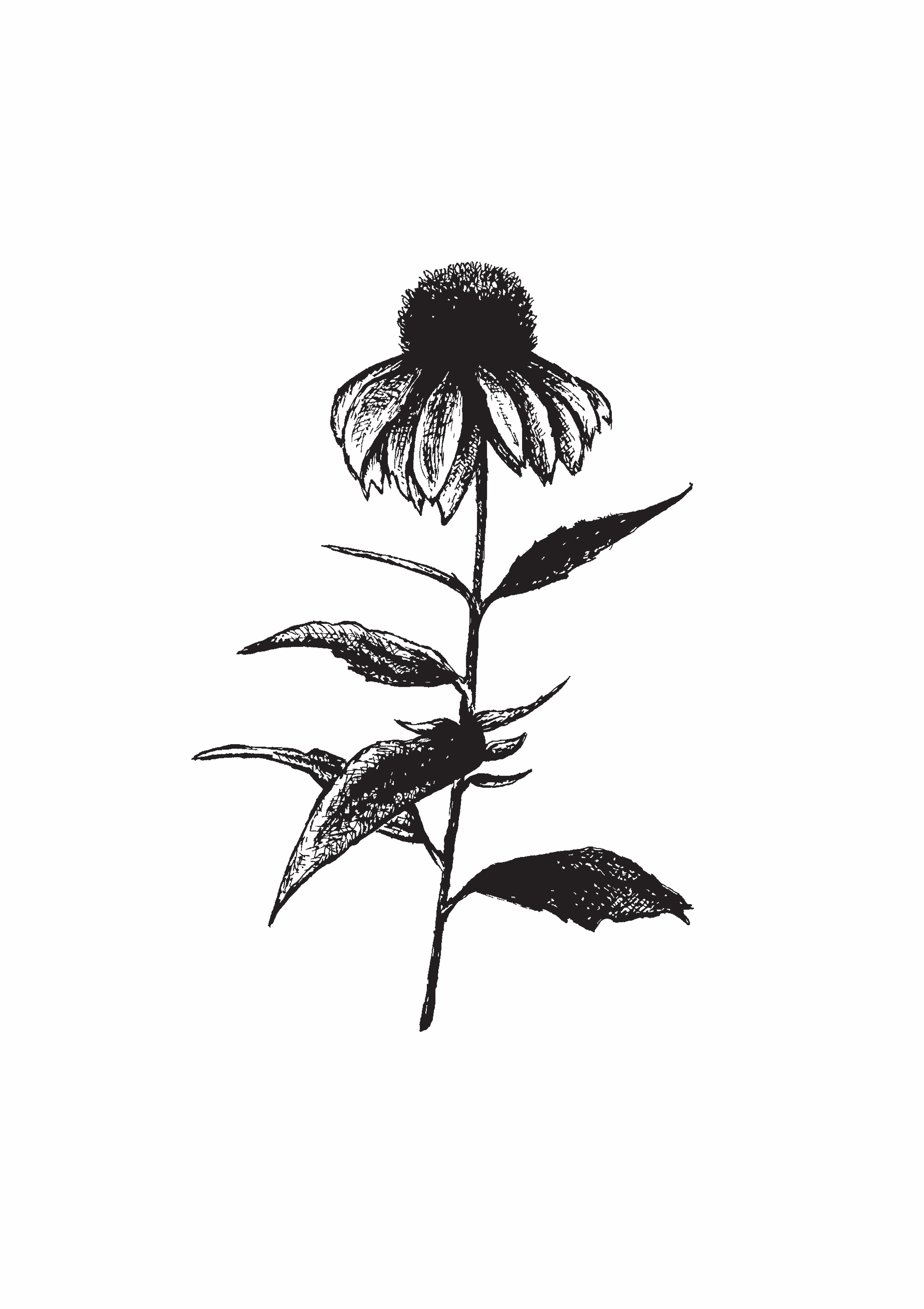 Echinacea
