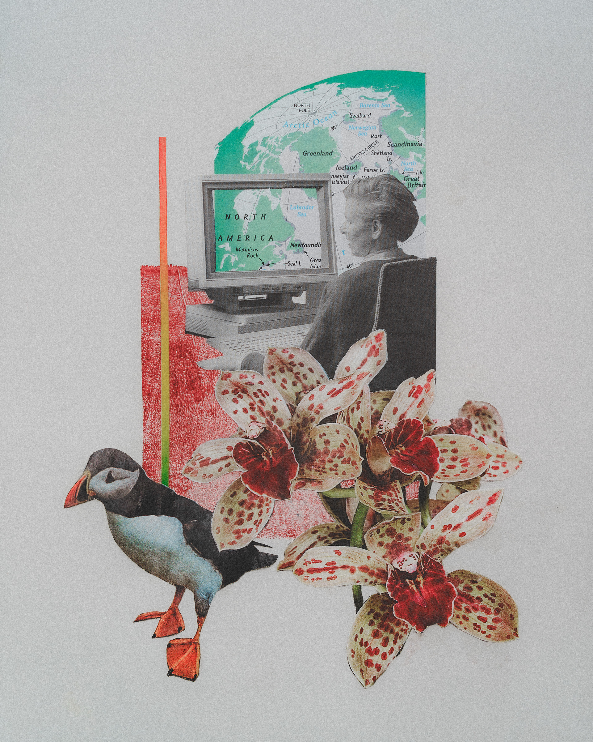 'Puffins I', 2024