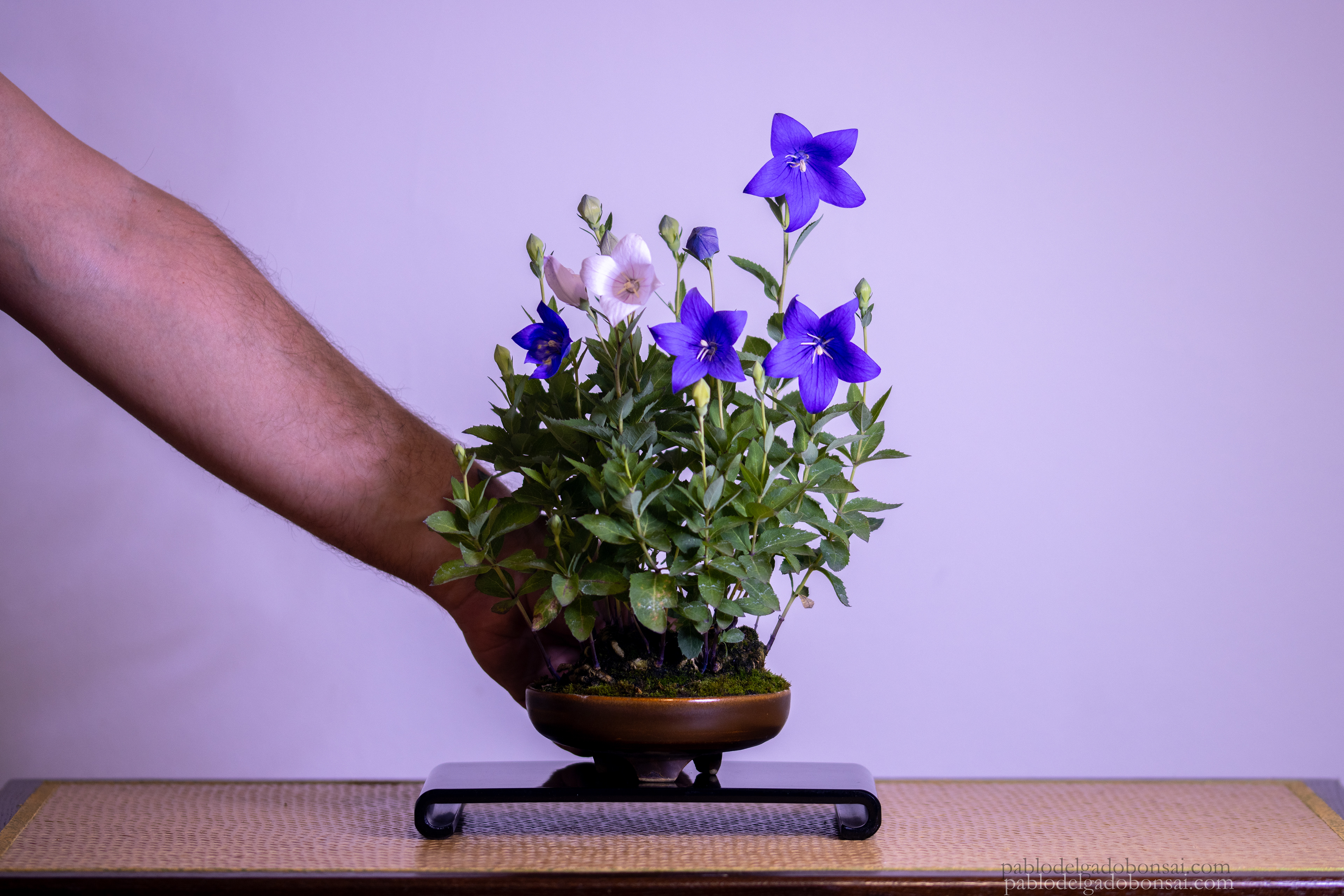 Platycodon grandiflorus