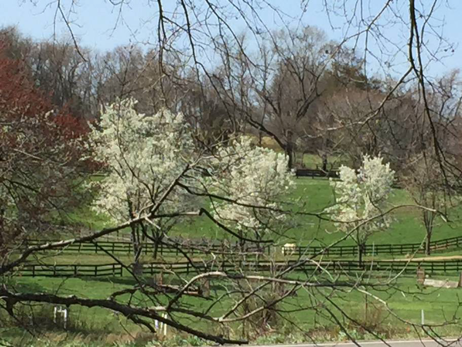 The view from the master bedroooom looks out onto Madcap Farm. Book riding lessons or book overnight self care horse boarding ahead of your stay!