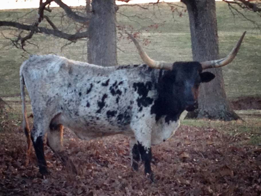 One of our neighbor's steers posing for the camera.