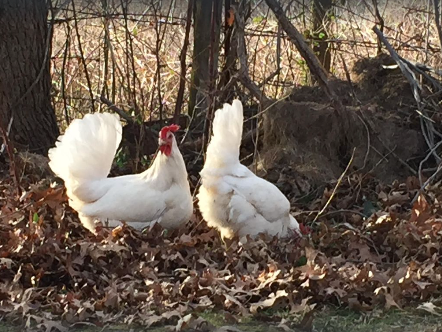 You never know who might stop over for a bite to eat!
