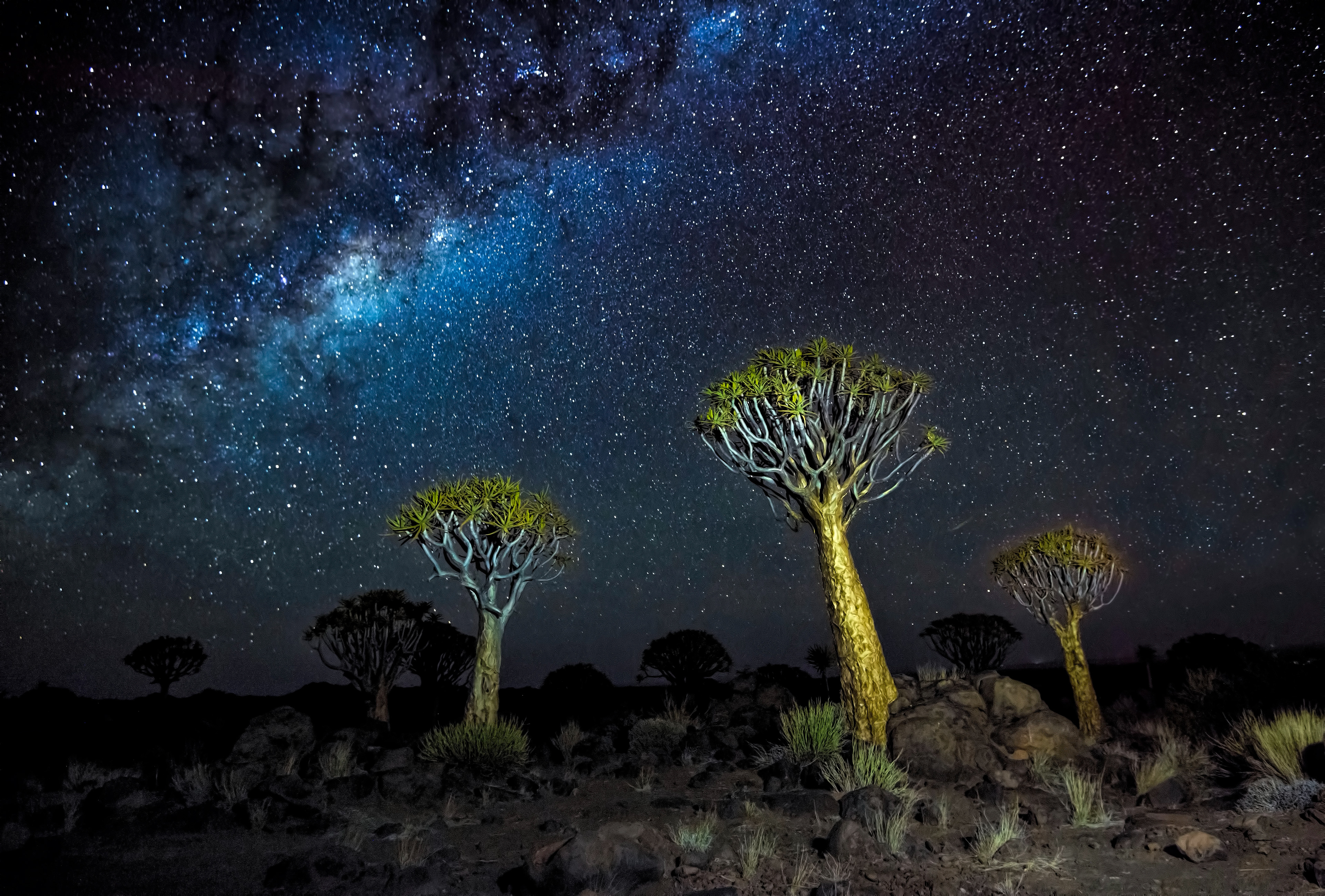 Milky way at Quiver tree forest - Namibia