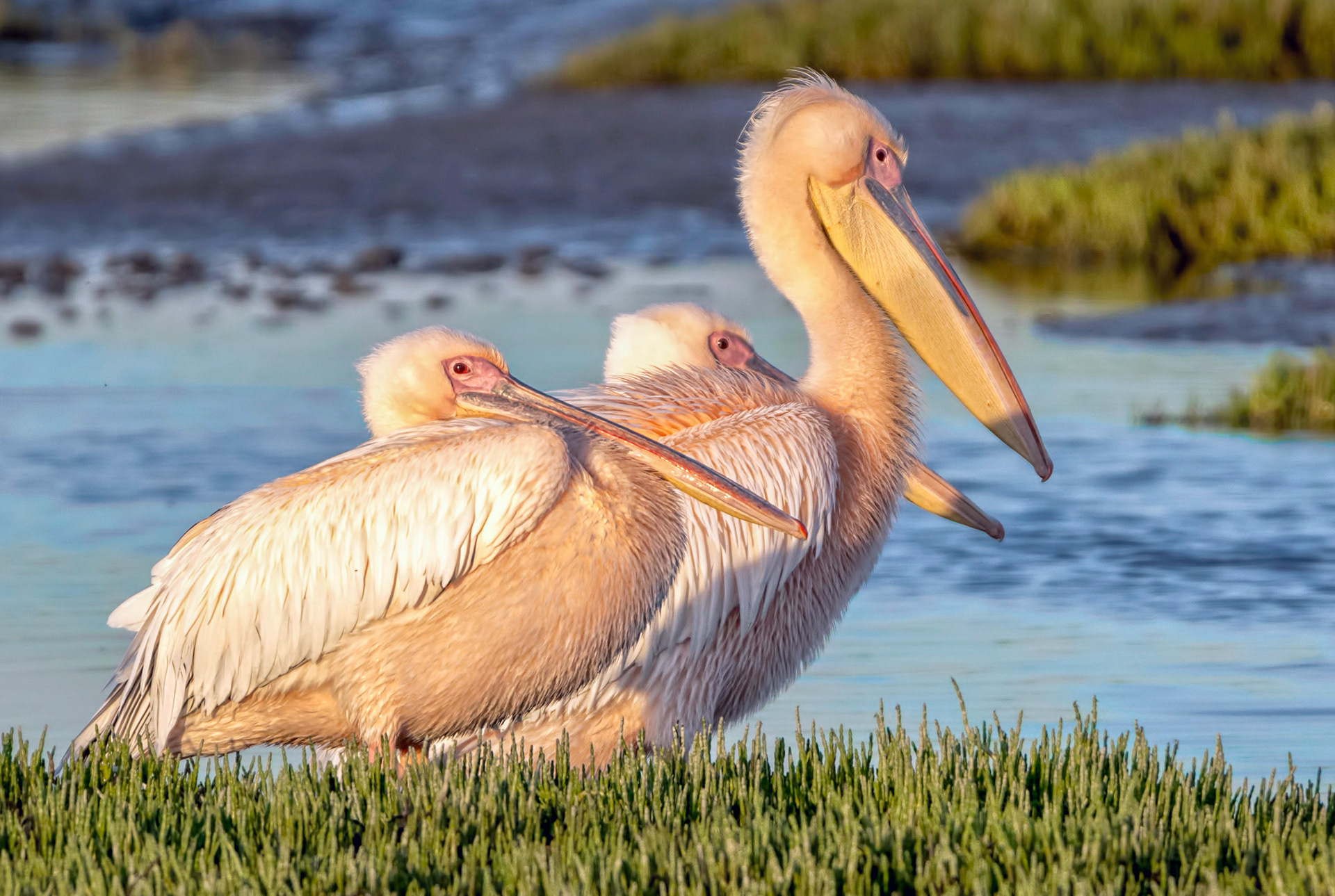 Great white pelican-Namibia