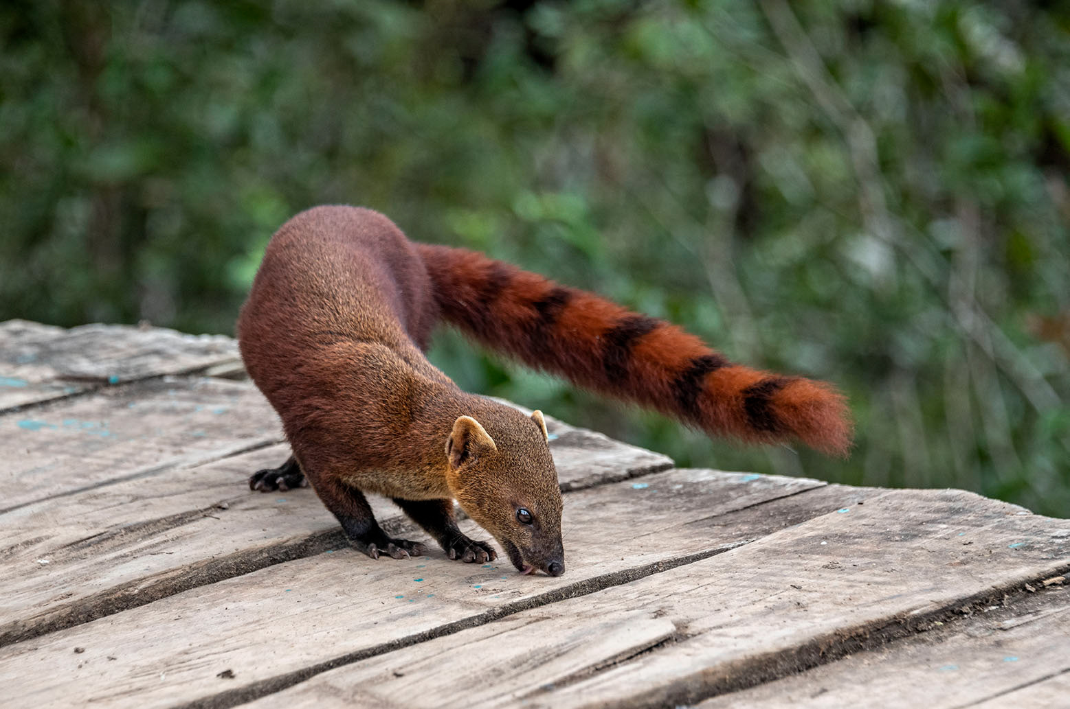 Ring tailed Vontsira Madagascar