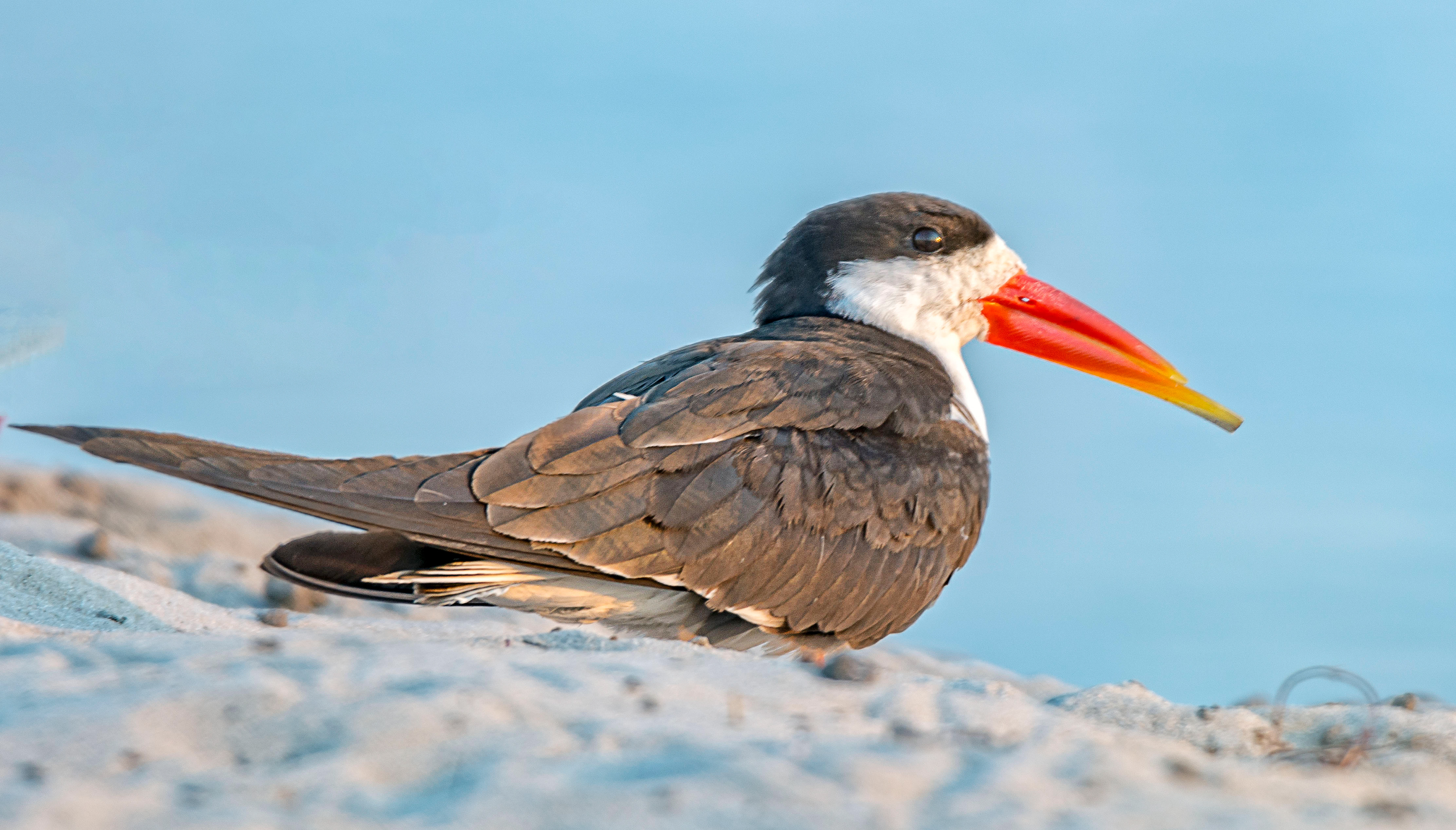 African Skimmer-Zimbabwe