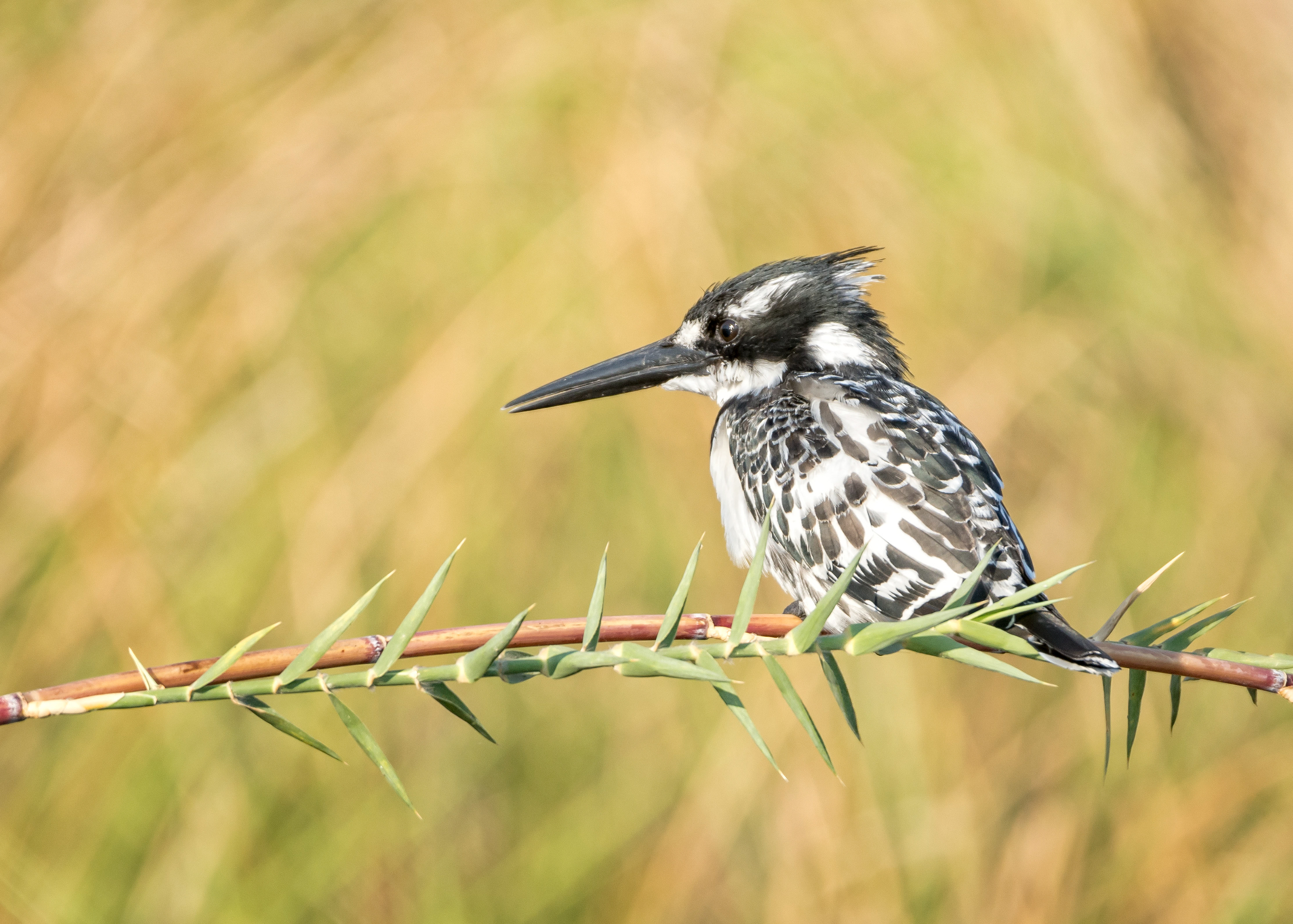 Pied kingfisher-Botswana