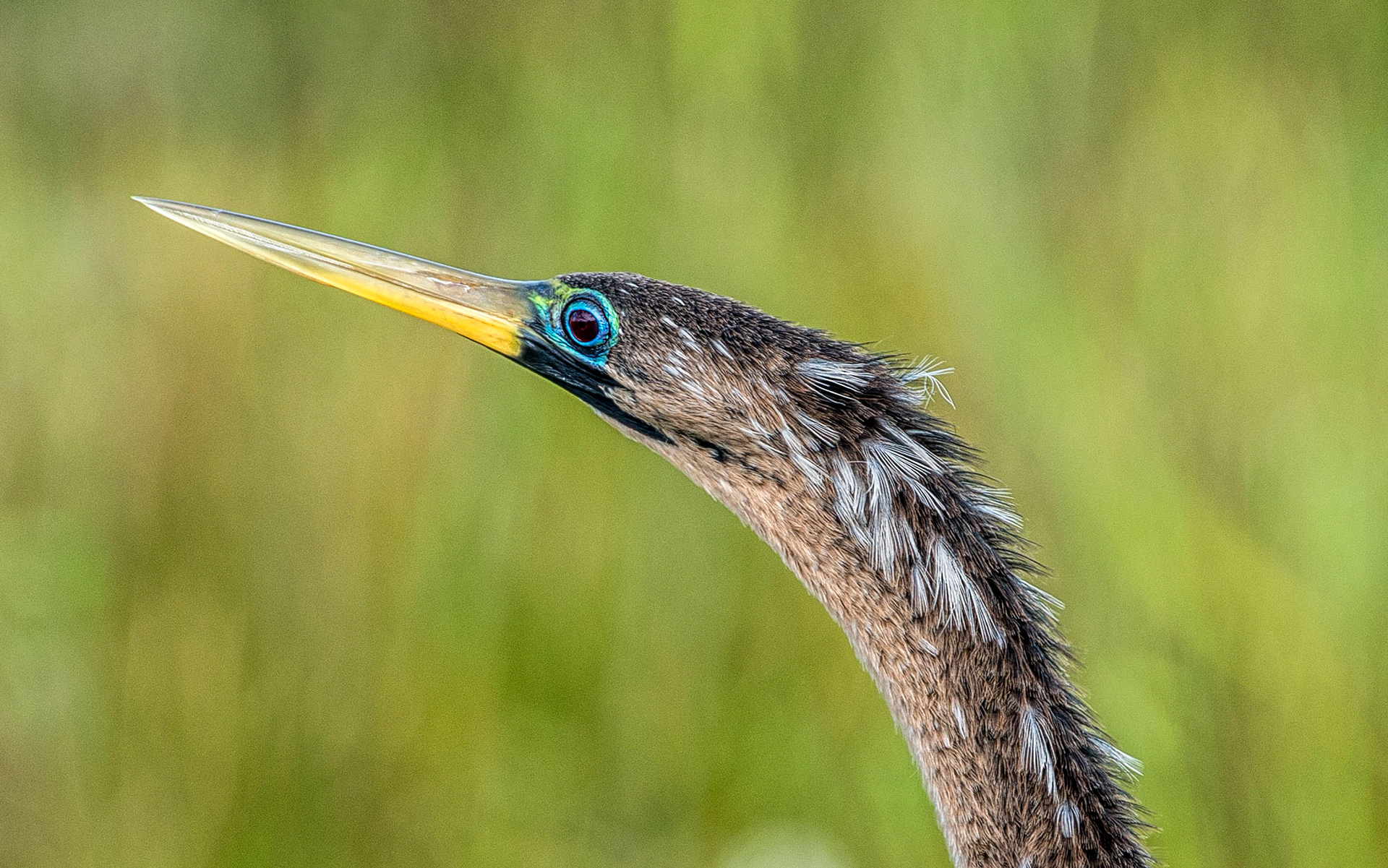 Anhinga-Florida