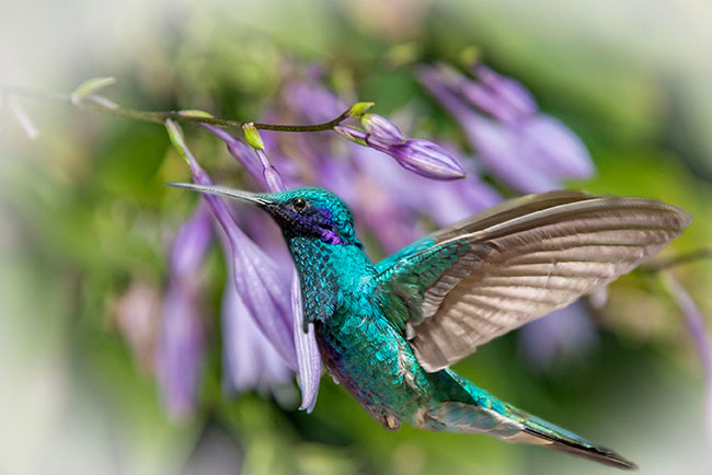 Hummingbird-Ecuador