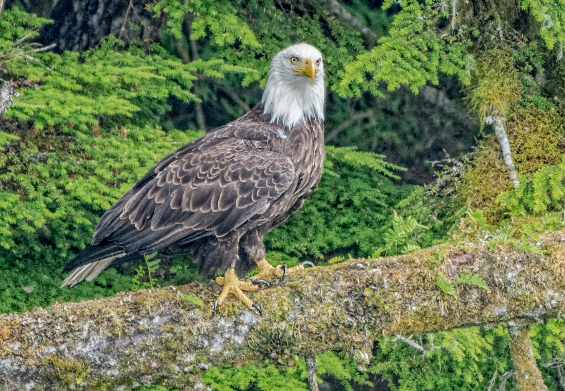 American eagle-Alaska
