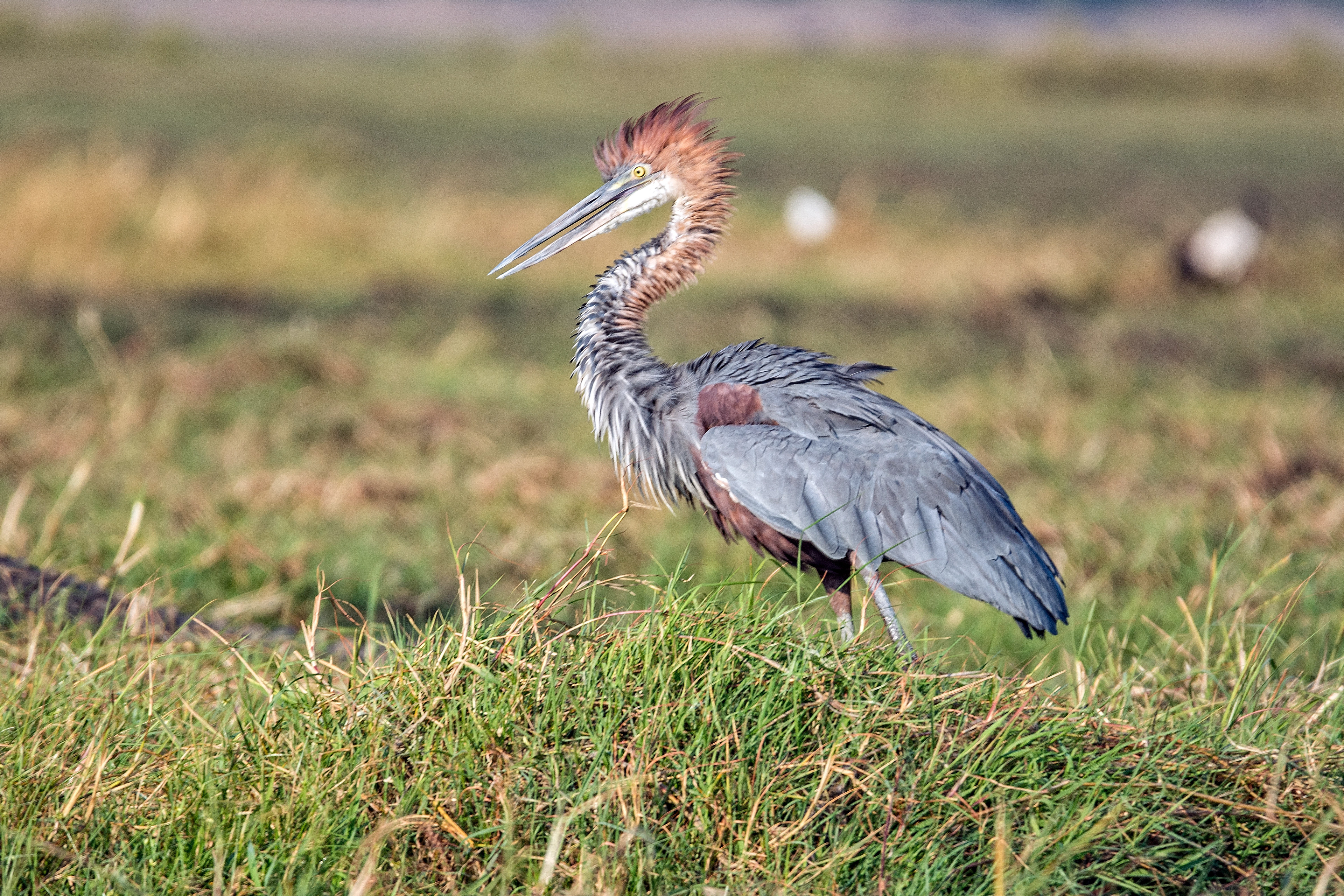 Goliath Heron-Botswana