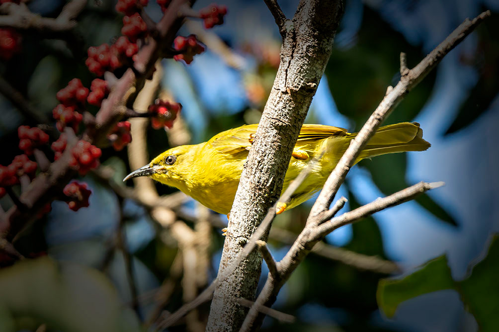 Yellow flycatcher-Australia
