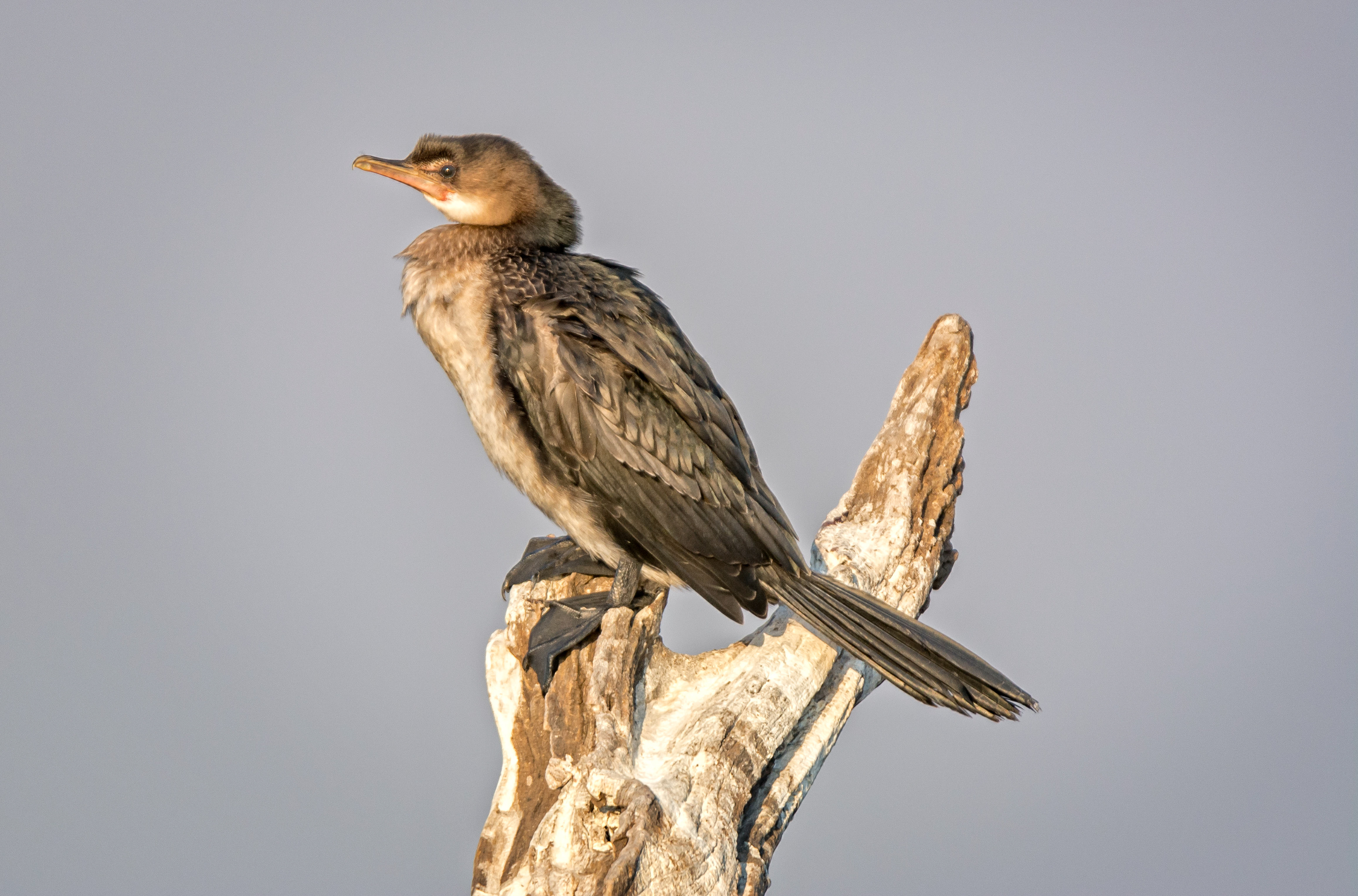 White breasted cormorant-Botswana