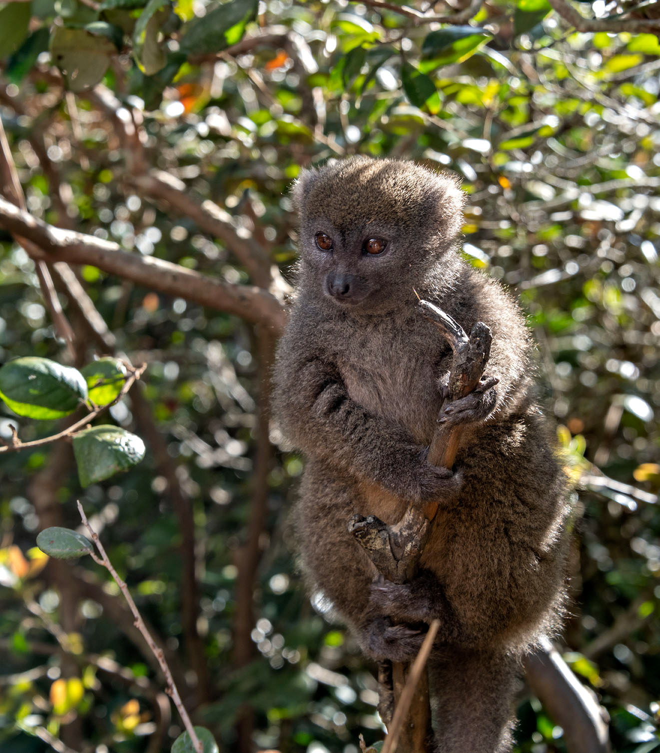 Bamboo Lemur Madagascar