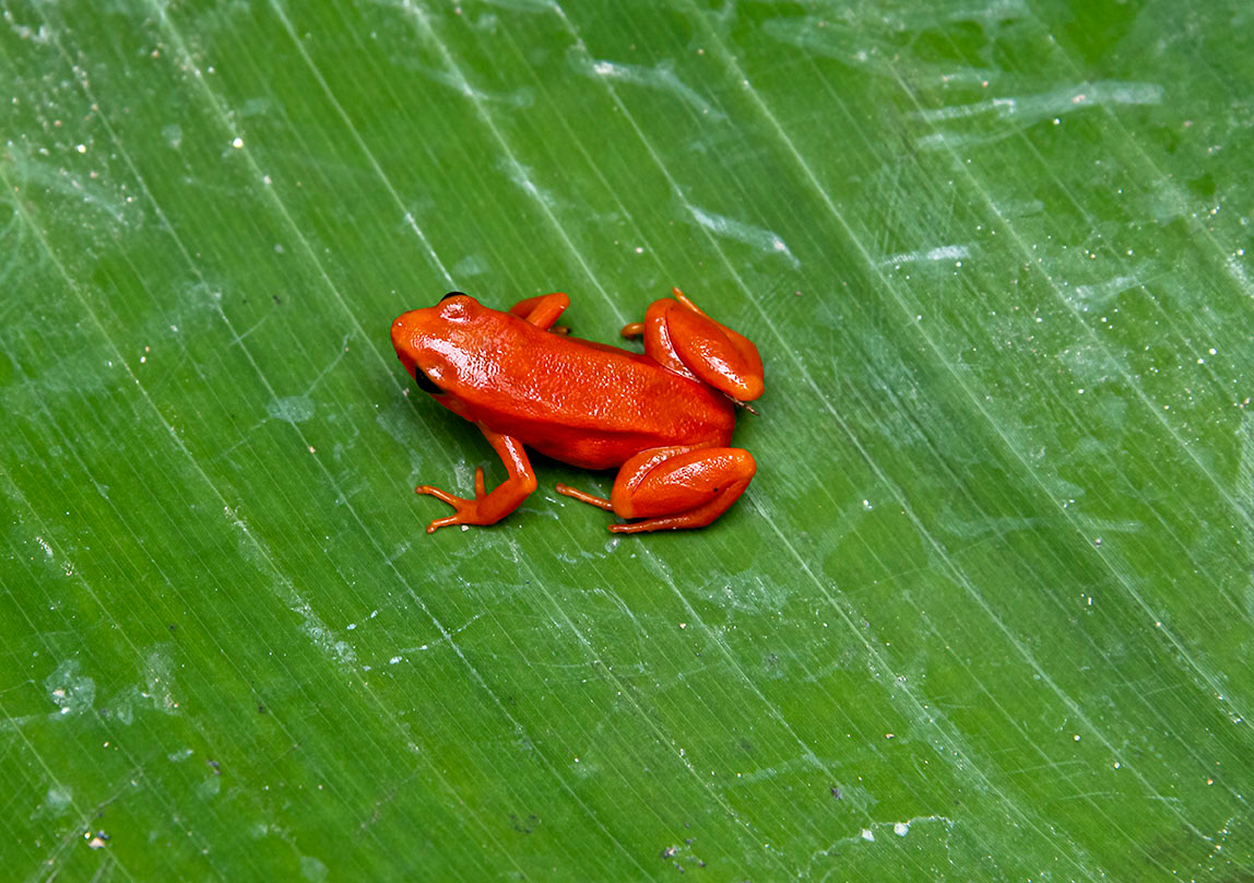 Mantellidae frog Madagascar