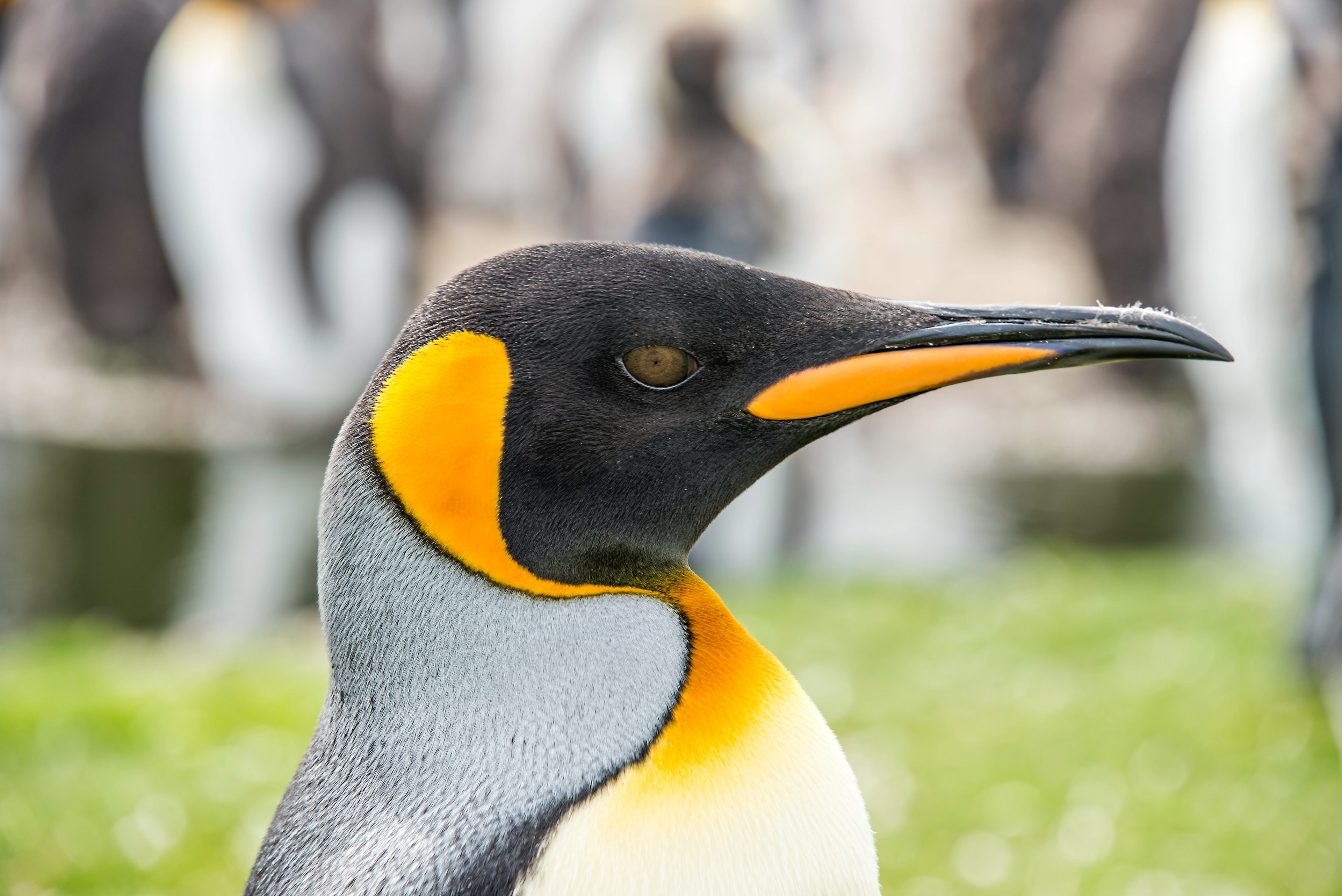 King penguin-Falkland Islands
